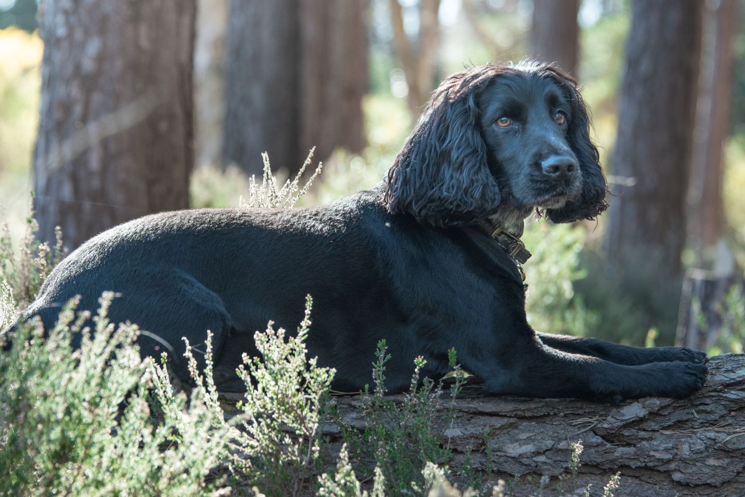 A black Cocker Spaniel rests on a log surrounded by shrubs in a sunlit pine forest.