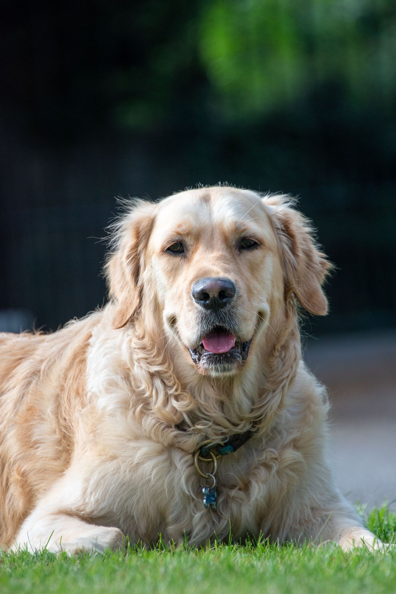 A golden retriever dog lying on green grass, wearing a collar, with mouth open and tongue visible.