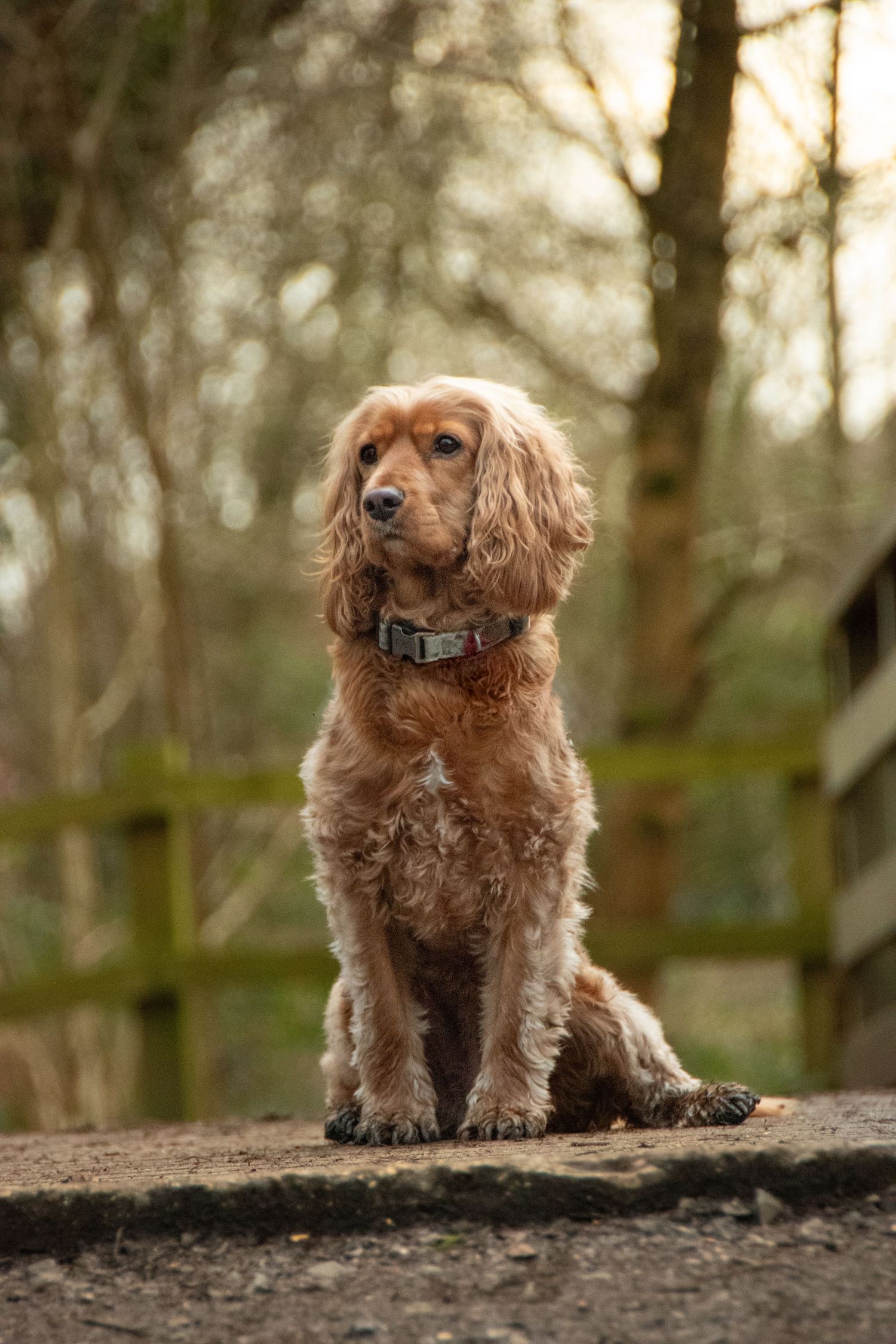 A golden Cocker Spaniel sits attentively on a stone surface in a woodland setting.