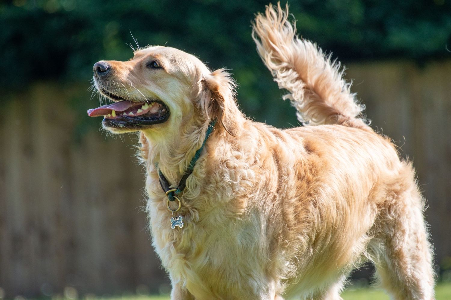 Golden Retriever dog with collar running and wagging tail in sunny outdoor garden setting.