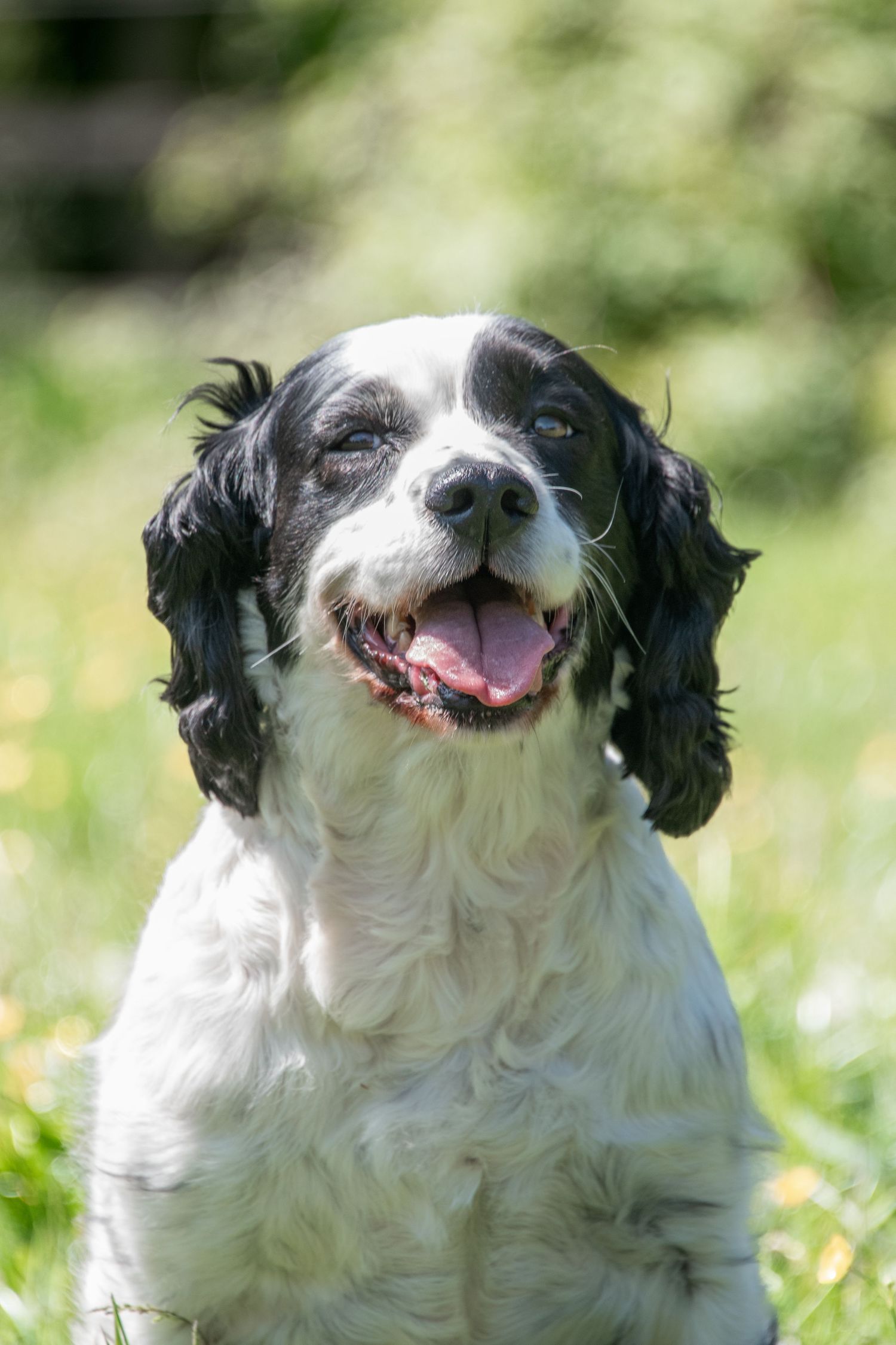 A happy black and white Springer Spaniel sits in green grass with mouth open and tongue out.