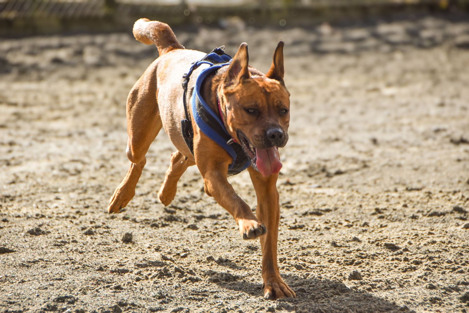 Brown Rhodesian Ridgeback dog wearing blue harness running energetically across sandy ground.