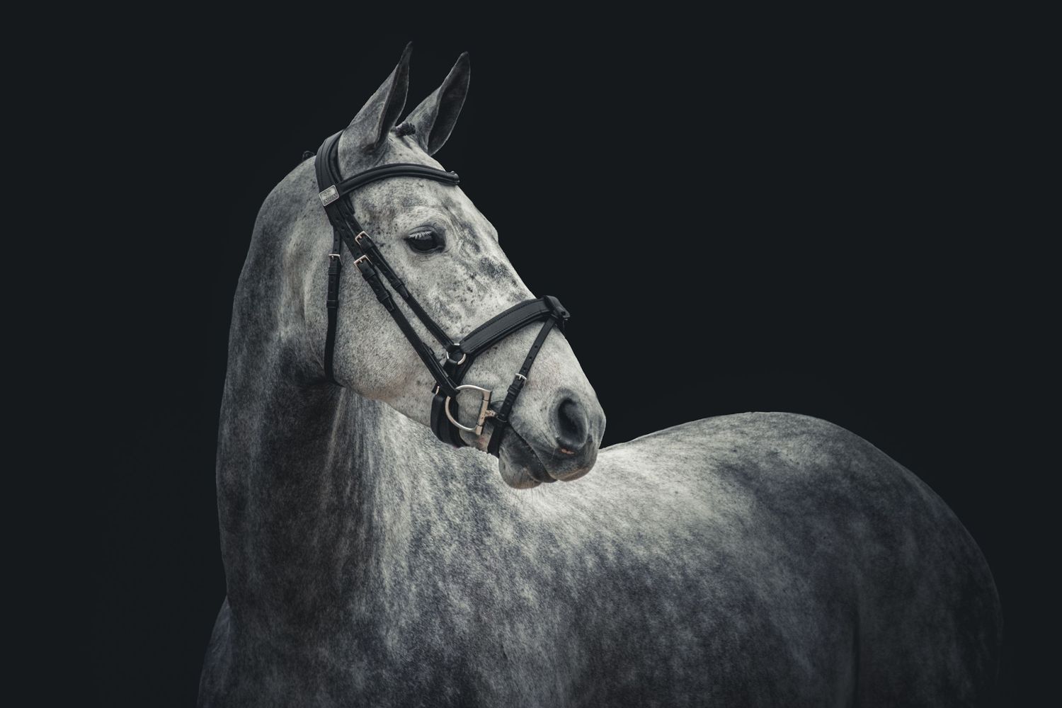 Dapple grey horse wearing a bridle photographed against black background.