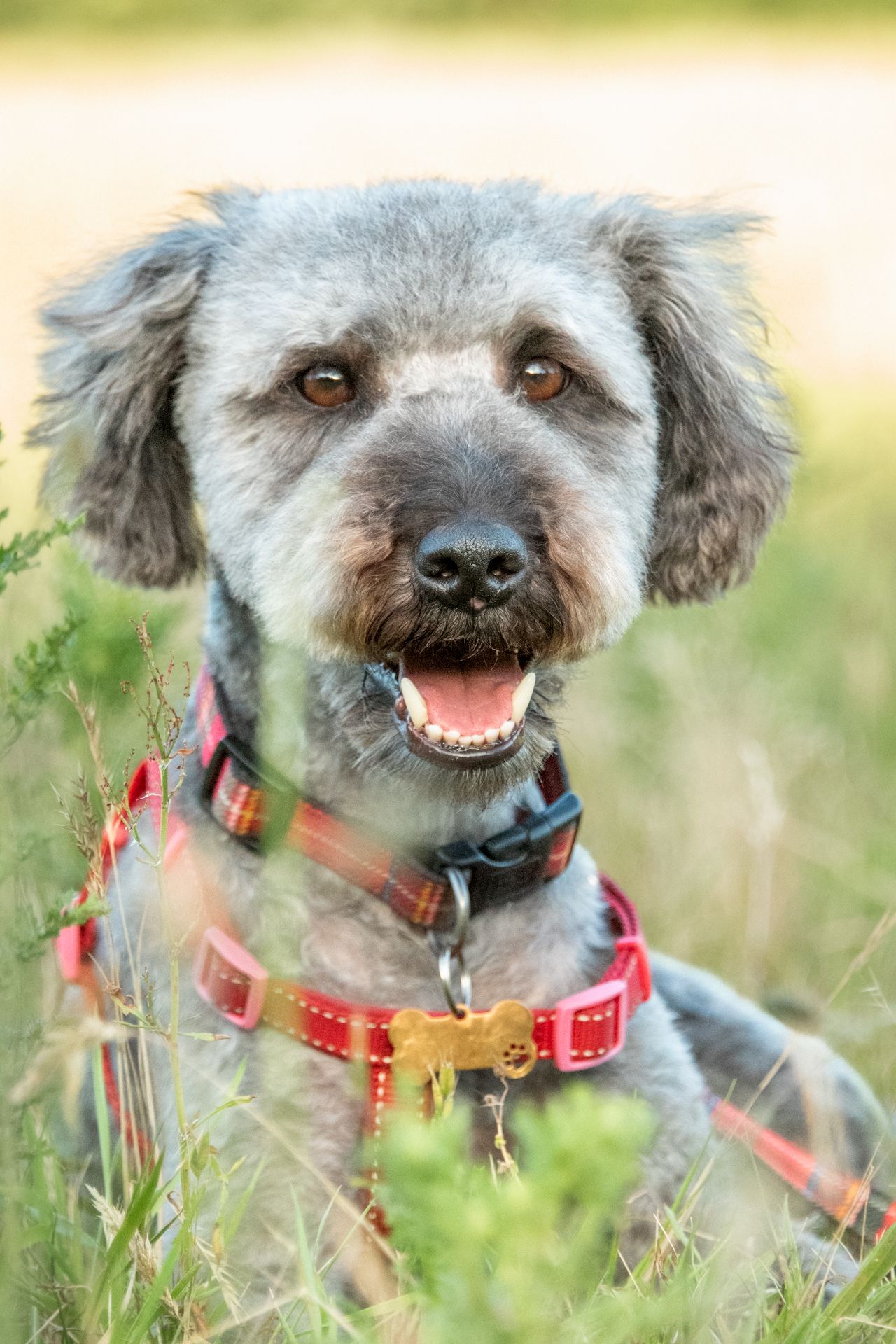 Happy gray dog wearing a red plaid collar and harness sitting in green grass outdoors.