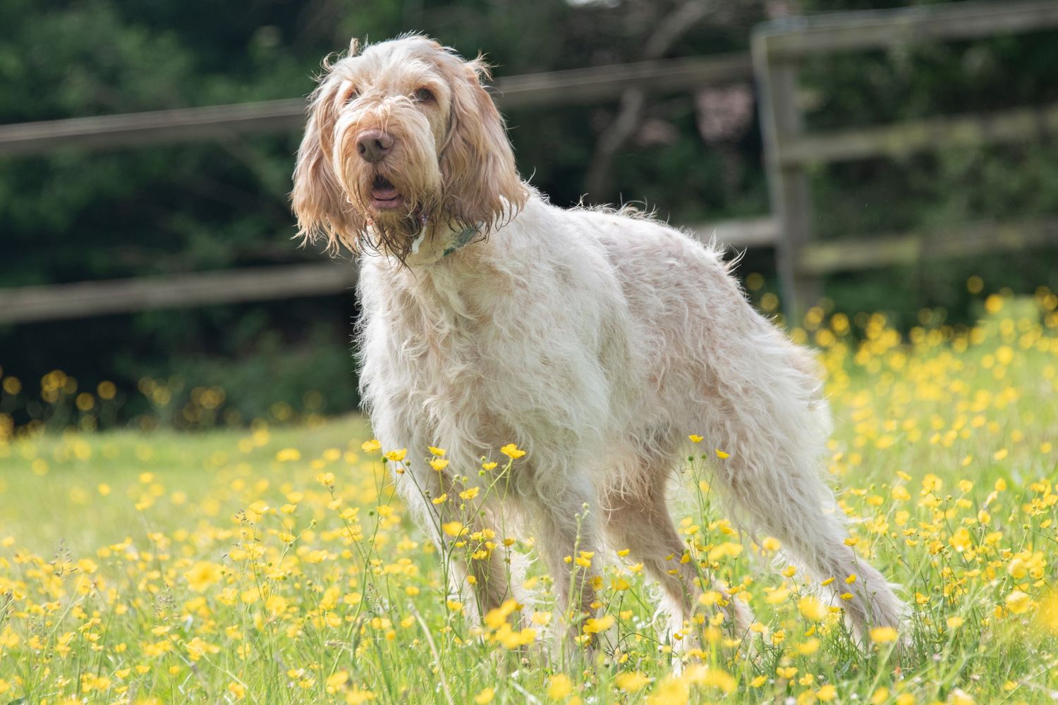 Fluffy white and tan Spinone Italiano dog standing in a field of yellow buttercup flowers.