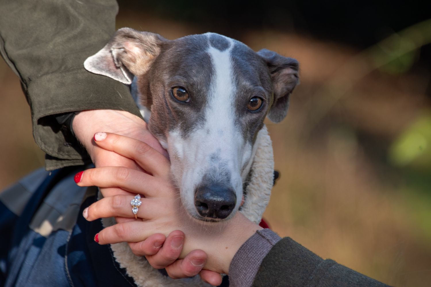 Grey and white whippet dog held gently by an engaged couple, diamond engagement ring visible on hand.