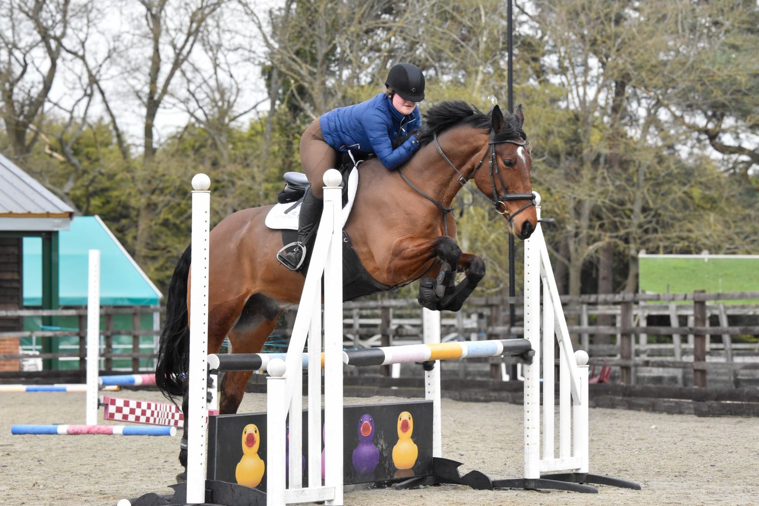 Equestrian rider on bay horse jumping over colorful show jump poles at an outdoor arena competition.