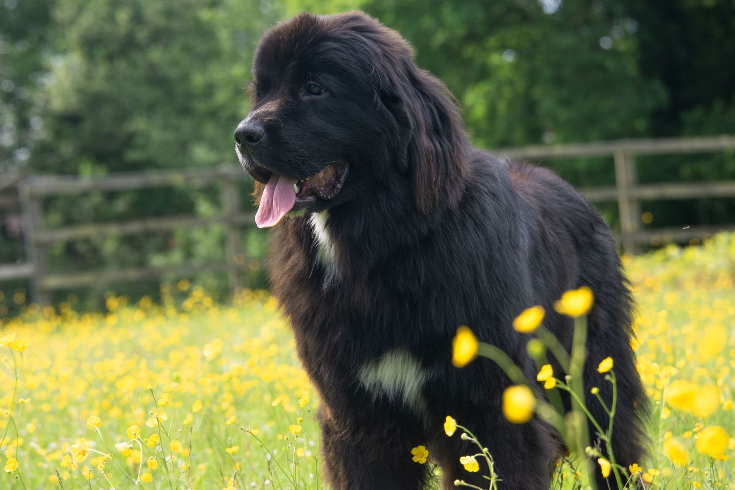 A large black Newfoundland dog stands in a field of yellow buttercups on a sunny day.
