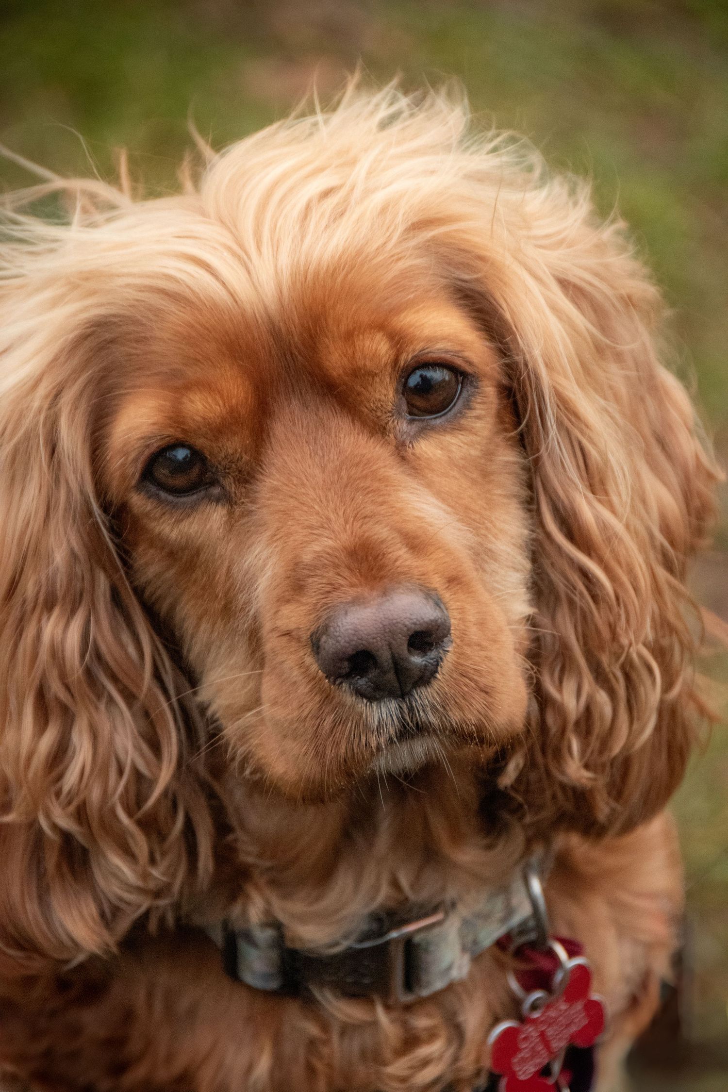 Close-up portrait of a golden Cocker Spaniel with soulful eyes wearing a collar with red tag.