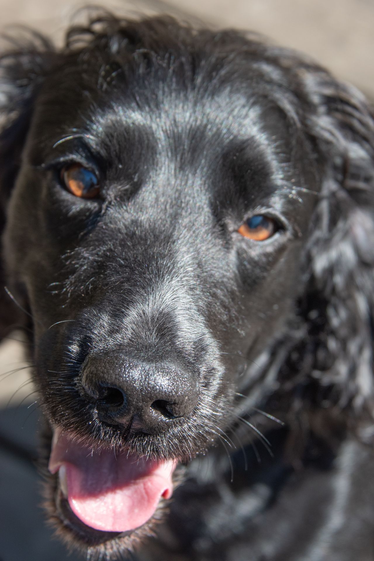 Close-up portrait of a happy black Cocker Spaniel dog with brown eyes and pink tongue out in sunlight.