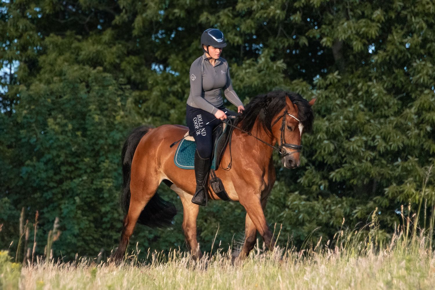 A rider in a blue helmet and gray jacket rides a chestnut horse through a green meadow with trees in the background.
