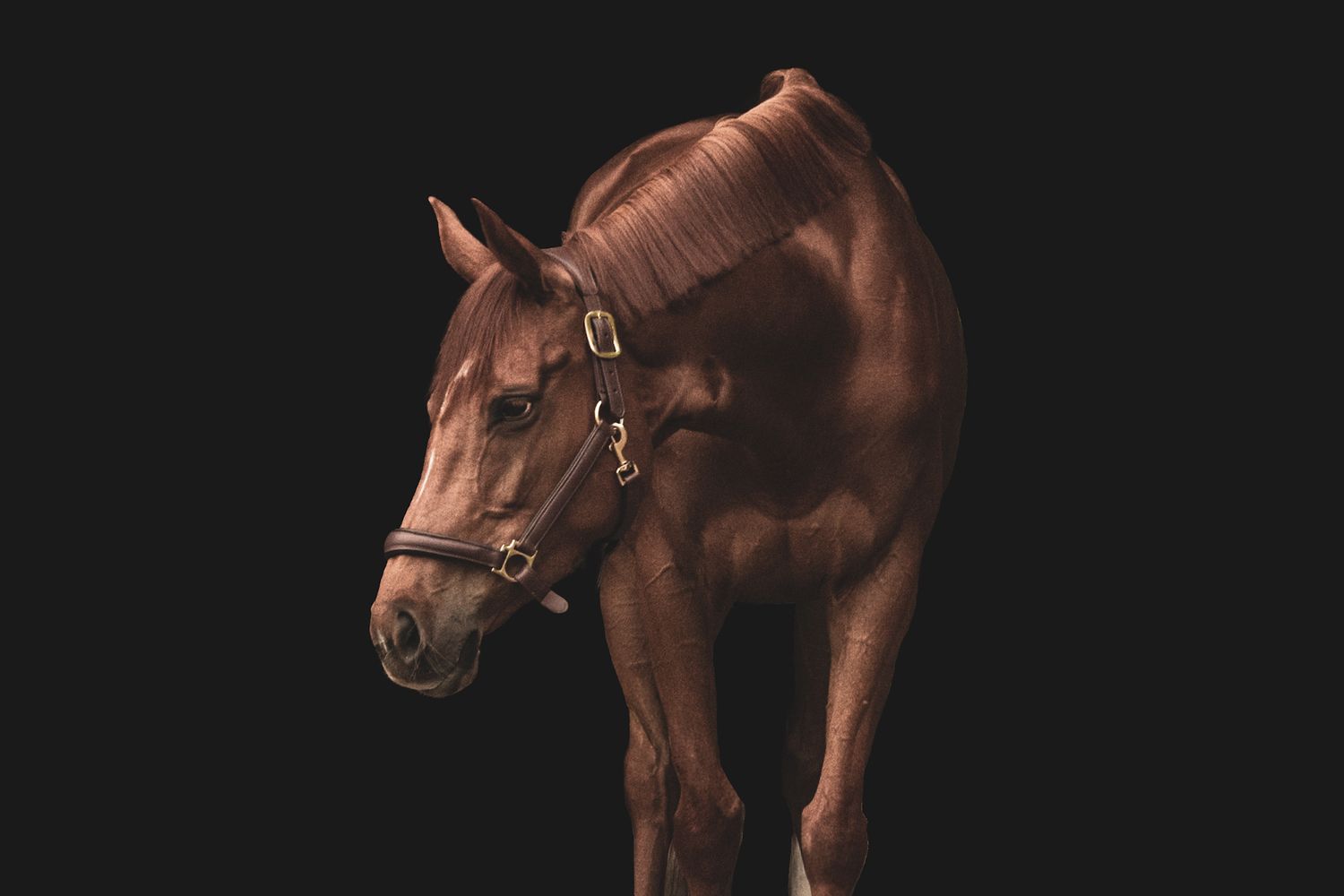A chestnut brown horse wearing a leather halter poses against a dark black background in a studio portrait.