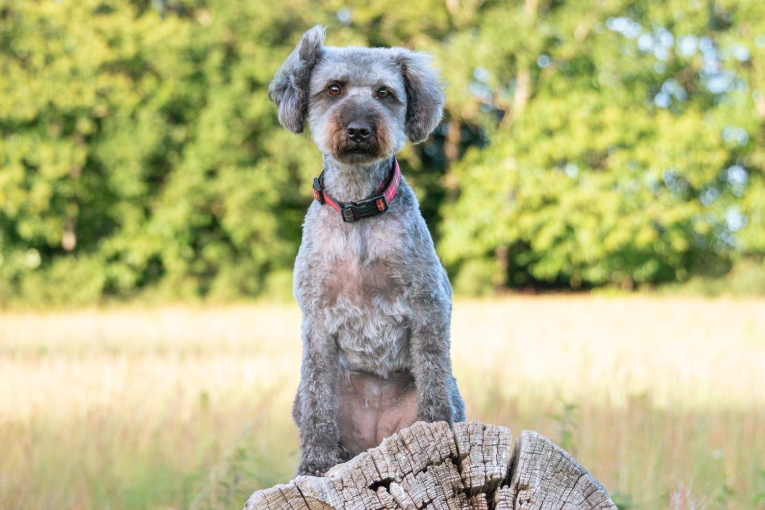 Grey speckled dog with red collar sitting on a wooden tree stump surrounded by green trees.