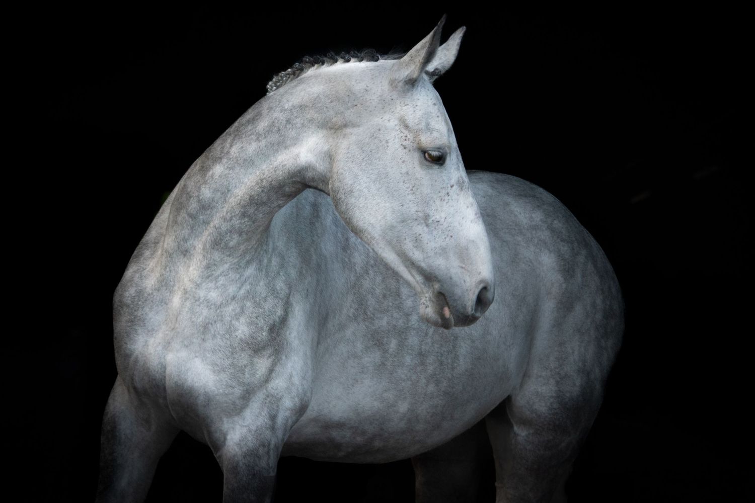 Elegant grey horse with a dappled coat posed dramatically against a solid black background.