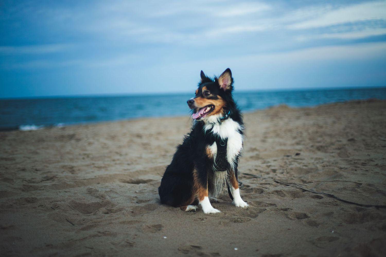 Pet portrait on the beach in Virginia