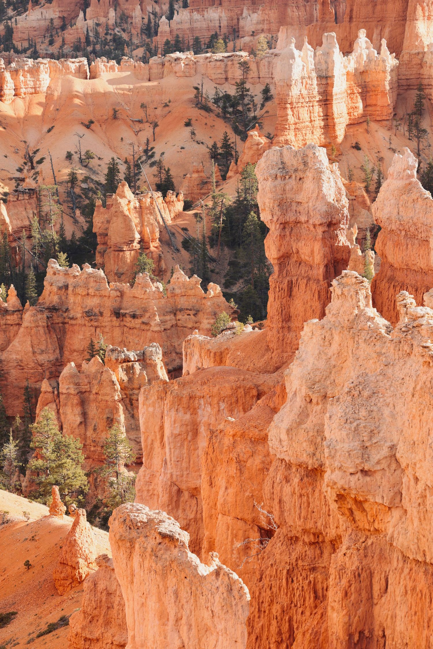 Stunning orange and red hoodoo rock formations at Bryce Canyon National Park with scattered pine trees.
