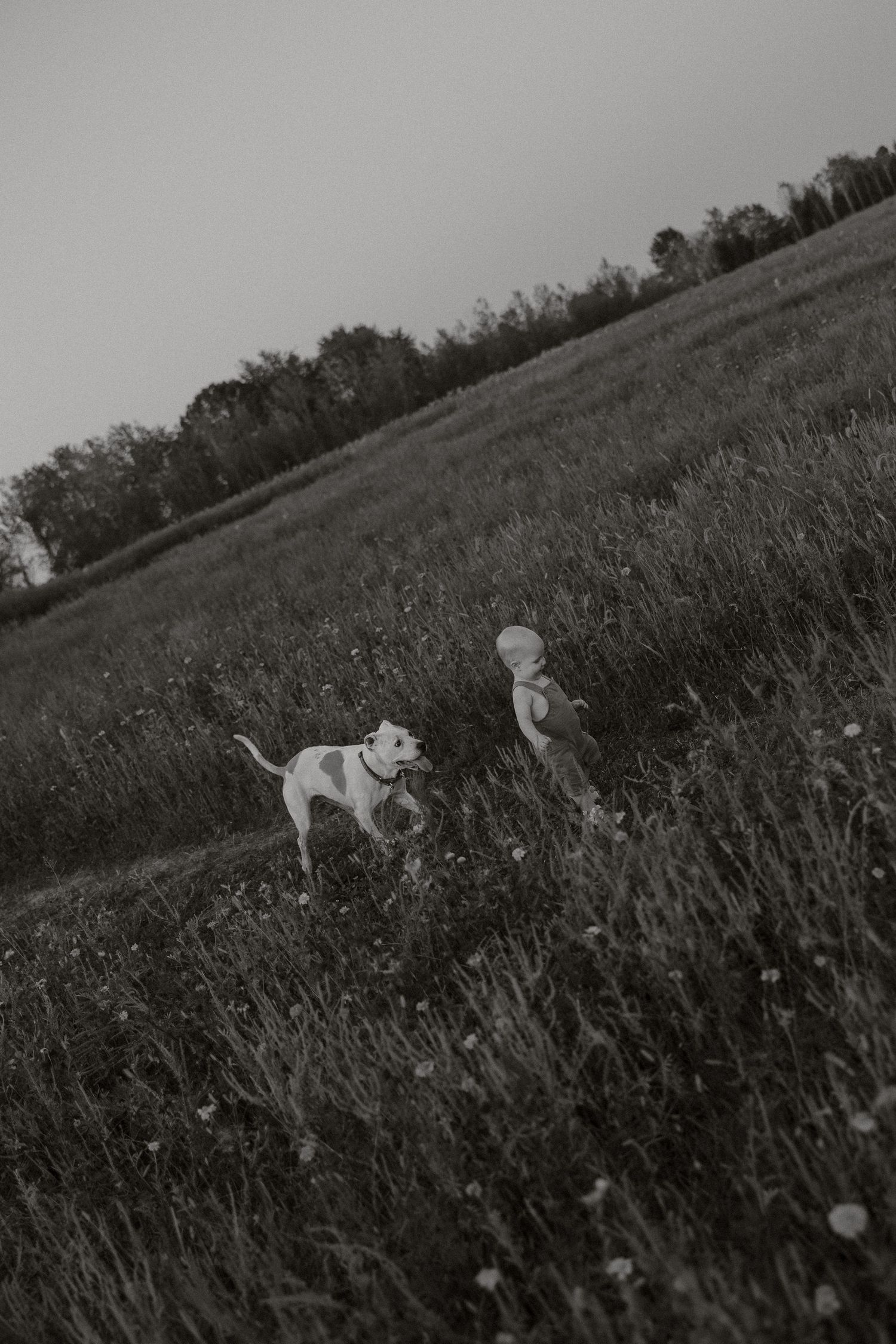 A series of black and white photographs showing a dog running and playing in a grassy meadow.