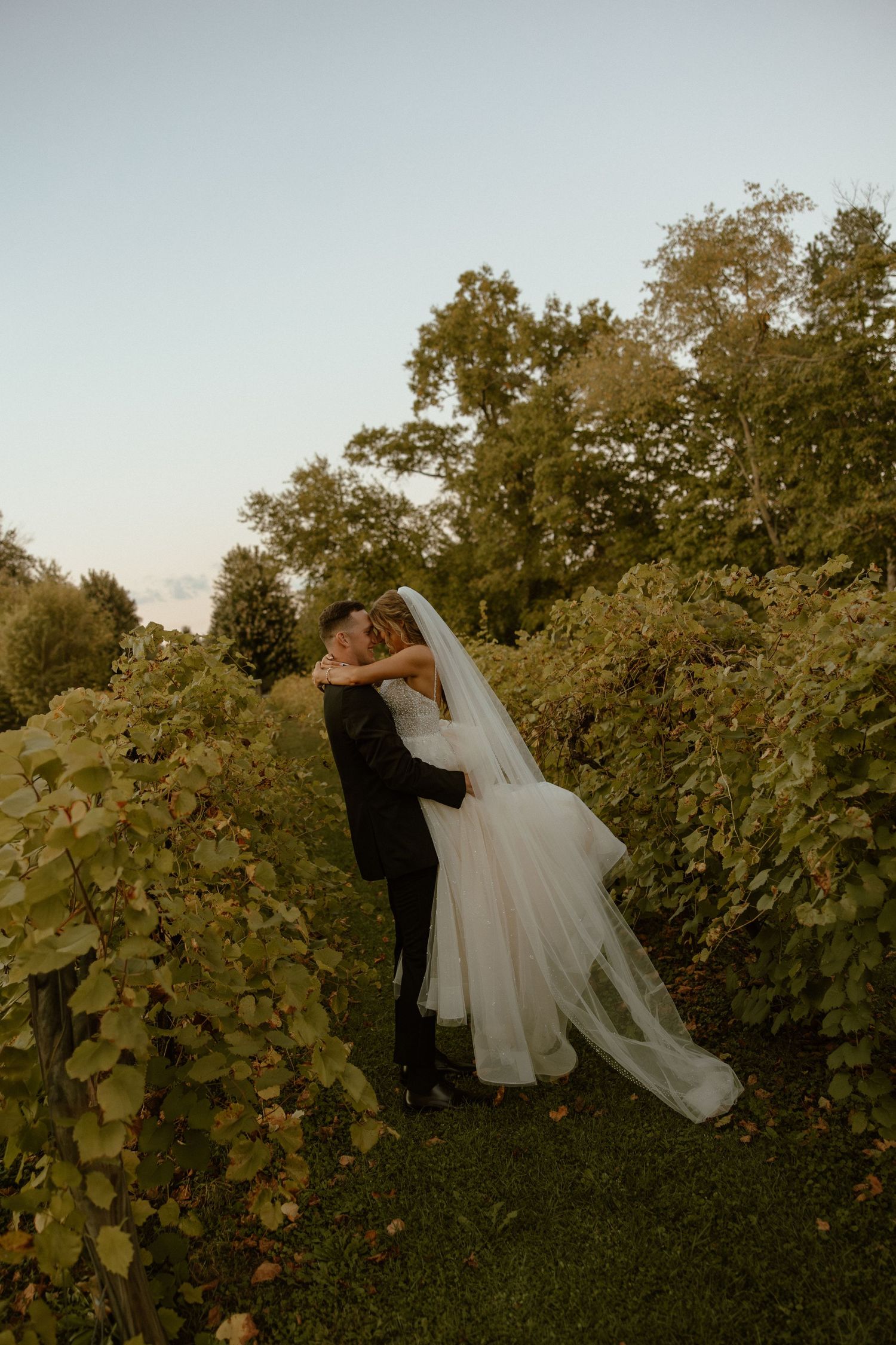 A sunset wedding portrait with the couple embracing among vineyard foliage.