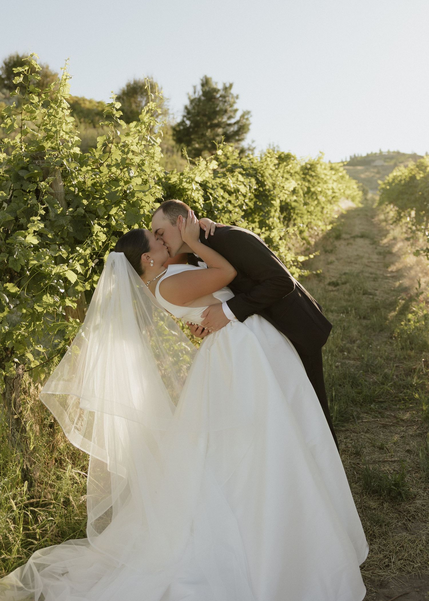 Newlyweds sharing romantic kiss in lush vineyard rows, bride in flowing white gown with veil.
