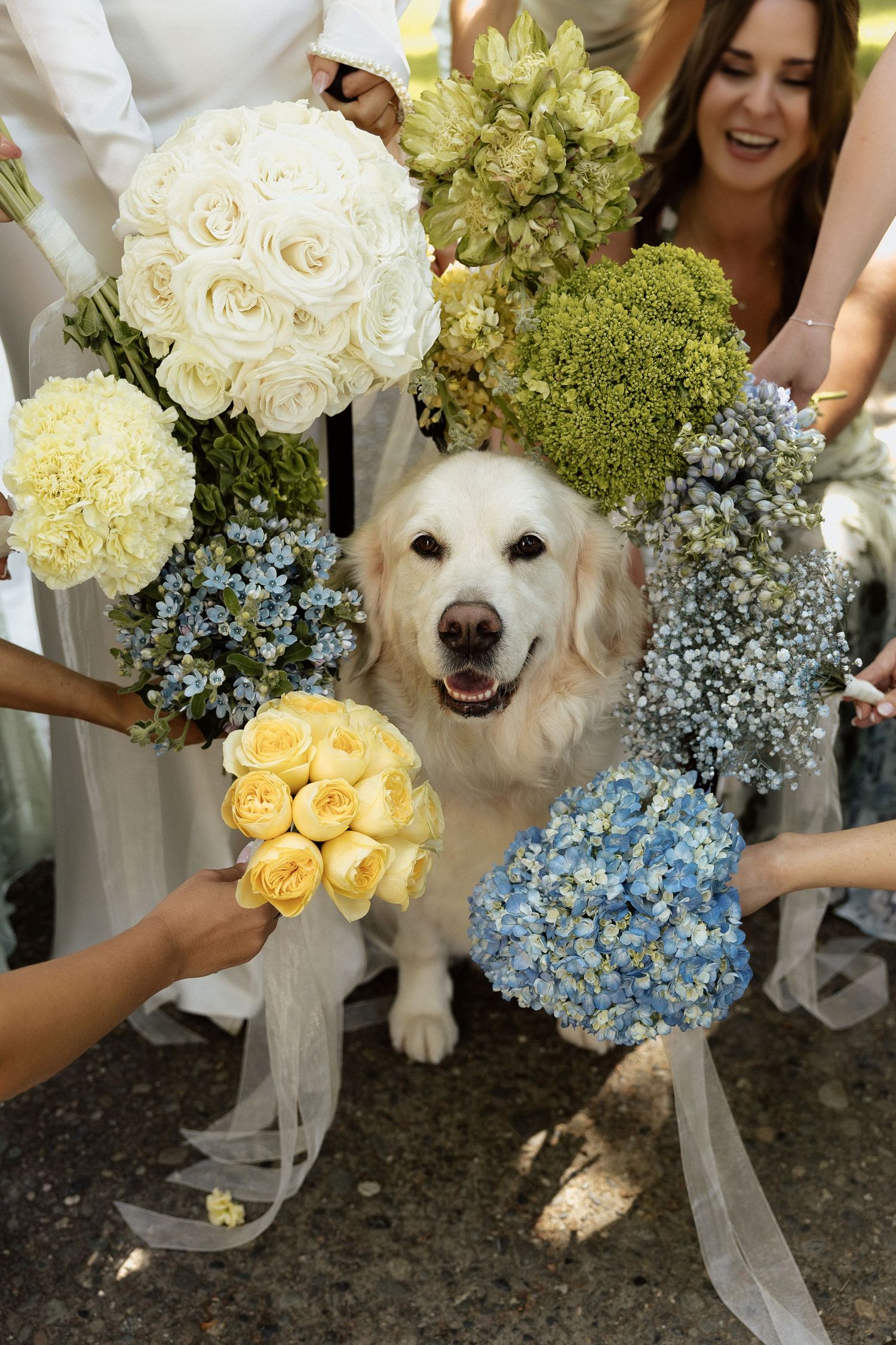Golden retriever dog surrounded by colorful wedding bouquets of white roses, yellow flowers, blue hydrangeas, and green blooms.