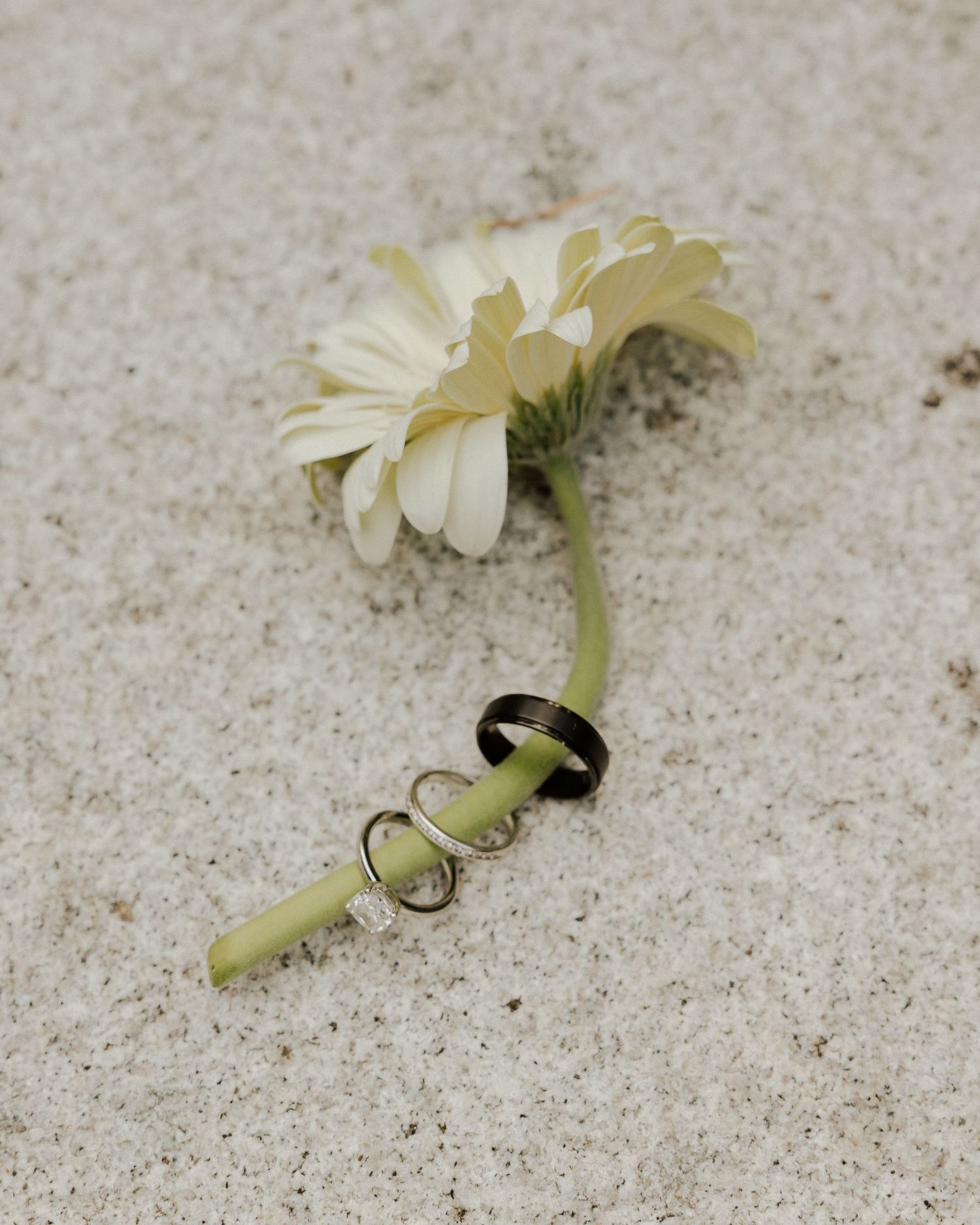 White gerbera daisy with two wedding rings on its stem lying on sandy beach.