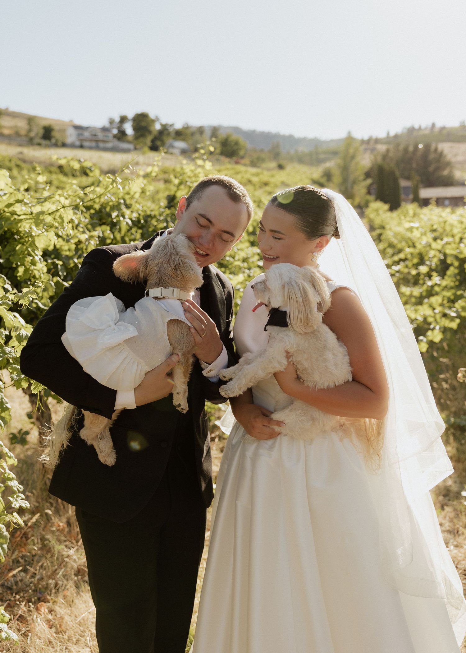 Bride and groom holding fluffy white puppies in a sunny vineyard on their wedding day.