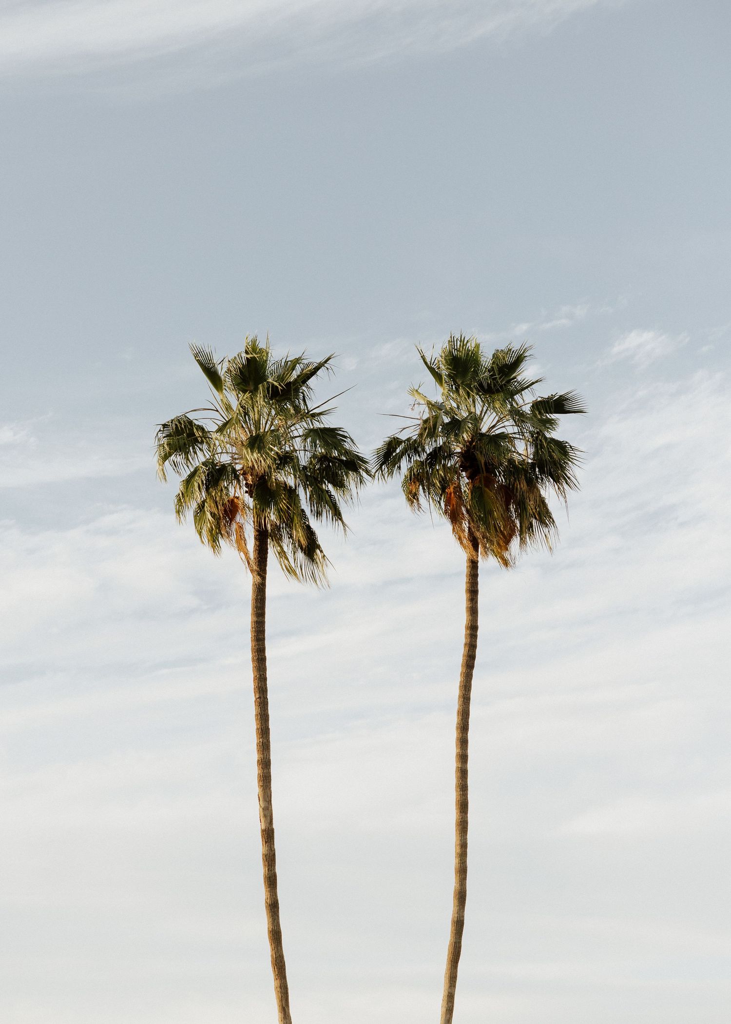 Two tall palm trees with lush green fronds against a pale blue sky with wispy clouds.