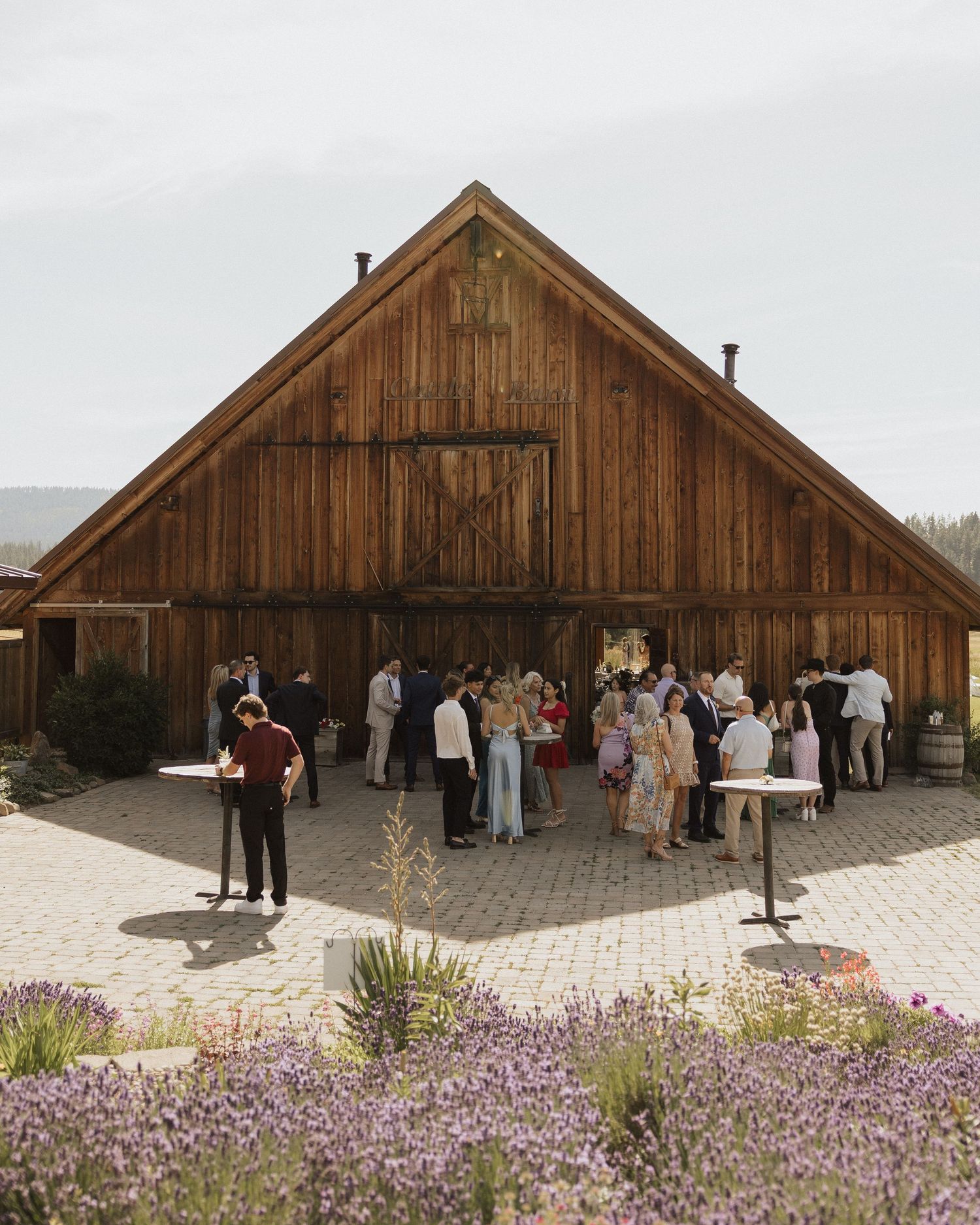 Guests mingle outside a rustic wooden barn wedding venue surrounded by blooming lavender fields.