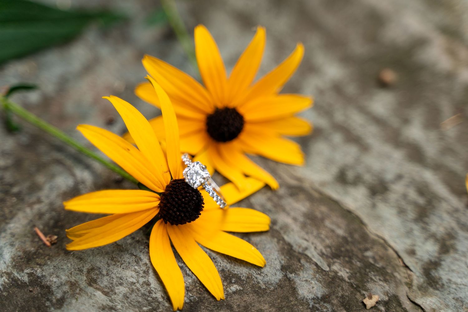 Diamond engagement ring displayed on bright yellow black-eyed susan flower.