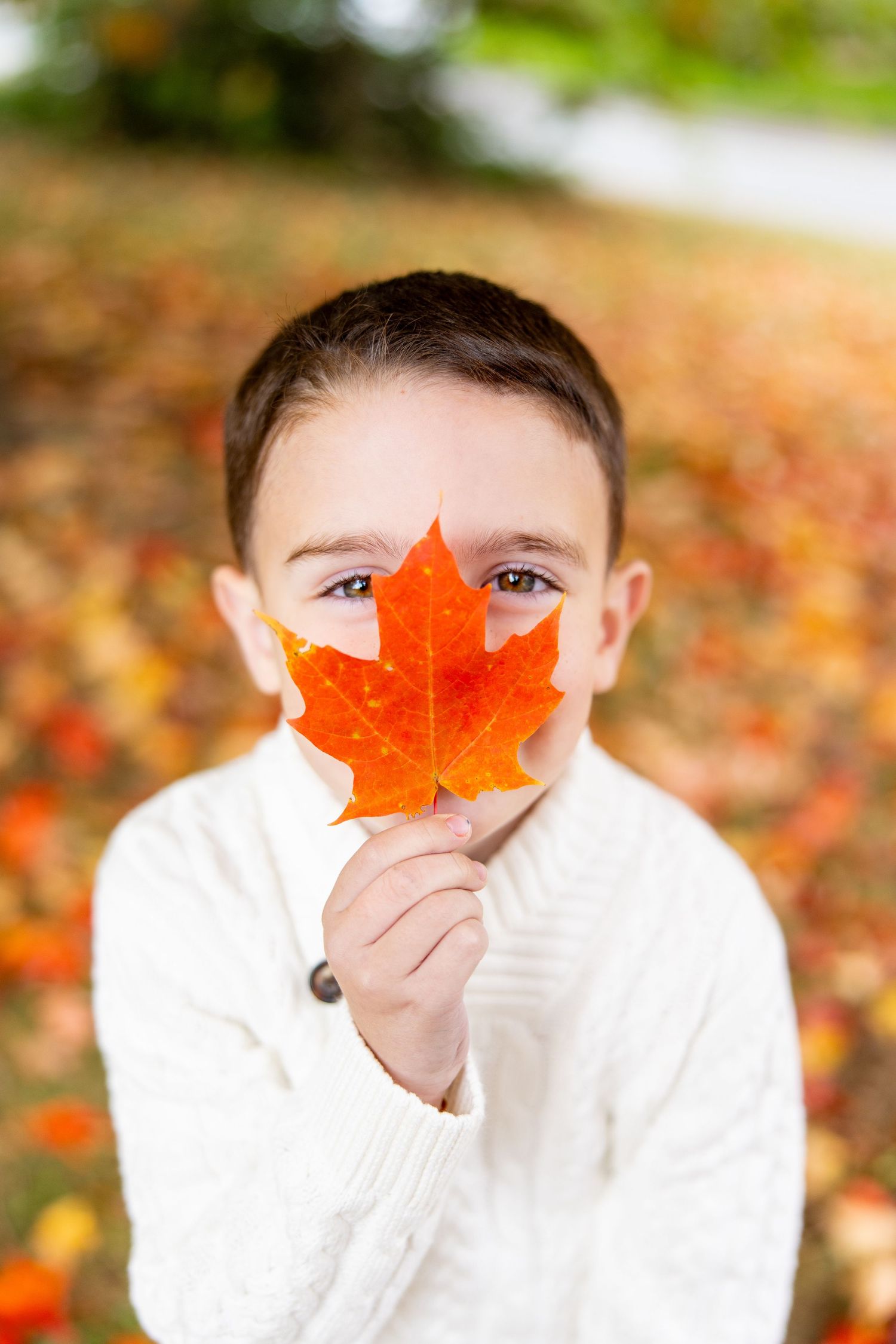 Child in white sweater holding bright red maple leaf in front of face during fall.