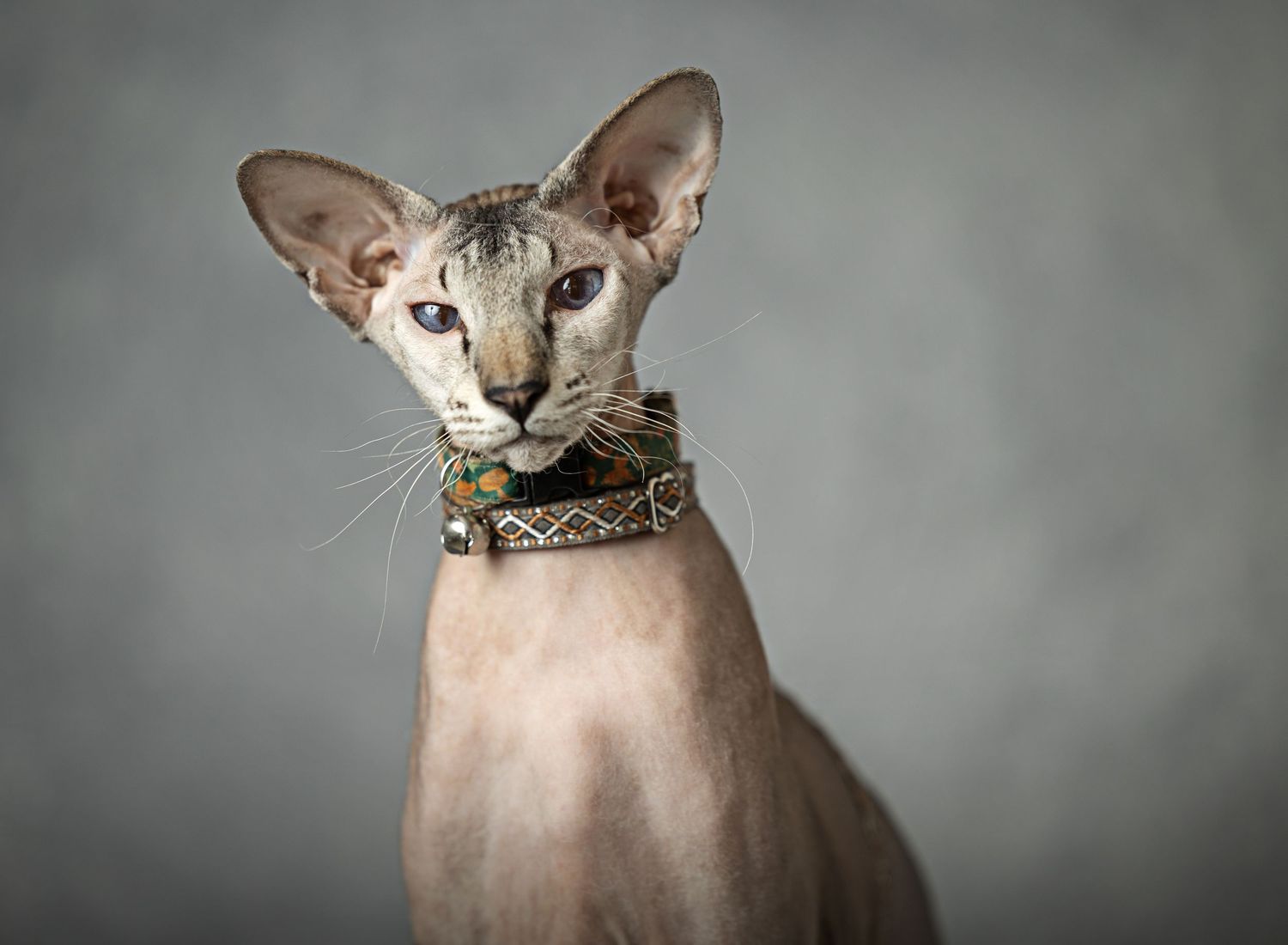 A hairless Sphynx cat wearing a decorative collar poses regally against a gray background.