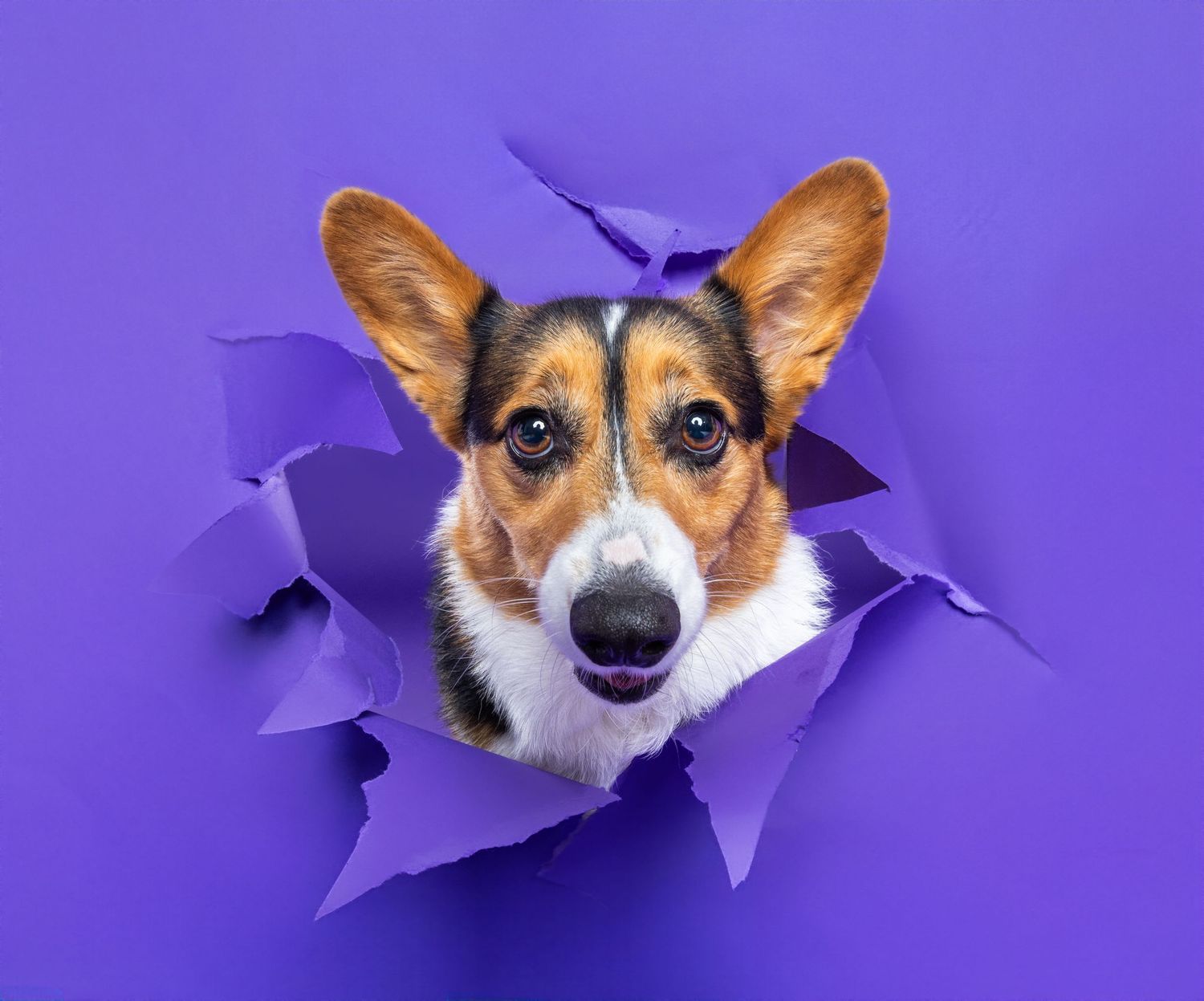 A playful Corgi dog bursting through a torn purple paper background with ears perked up.