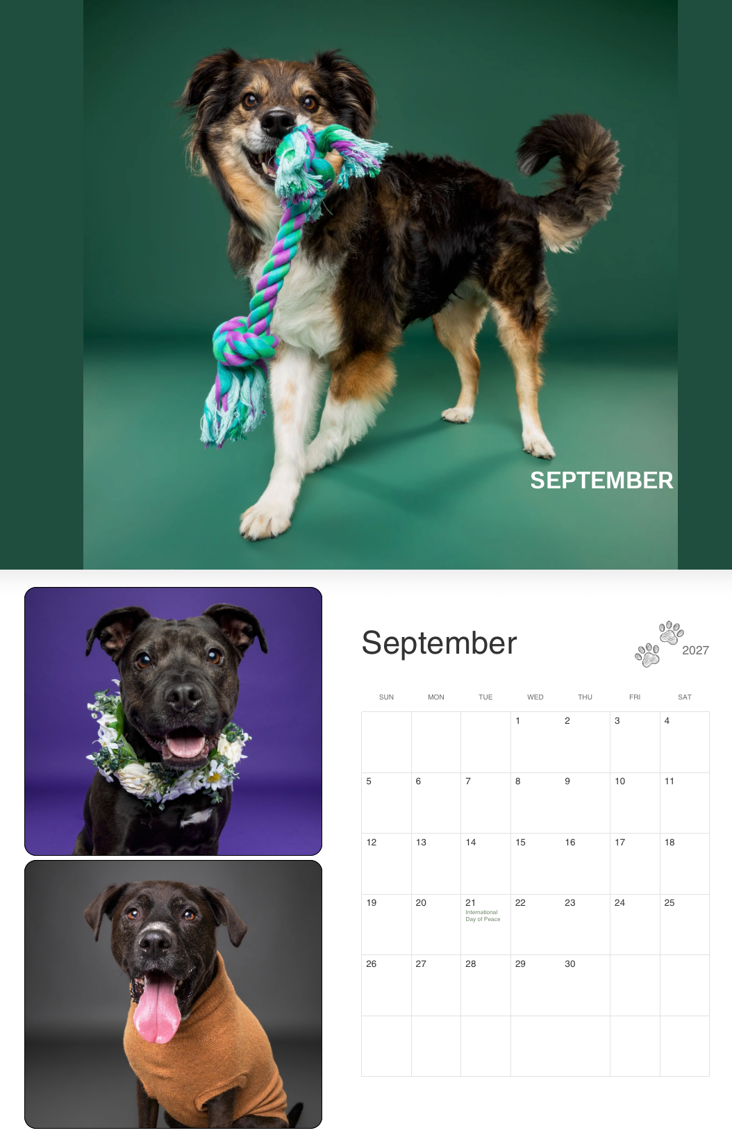 A tricolor dog holds a colorful rope toy in its mouth, posing for a September calendar photo against a teal background.
