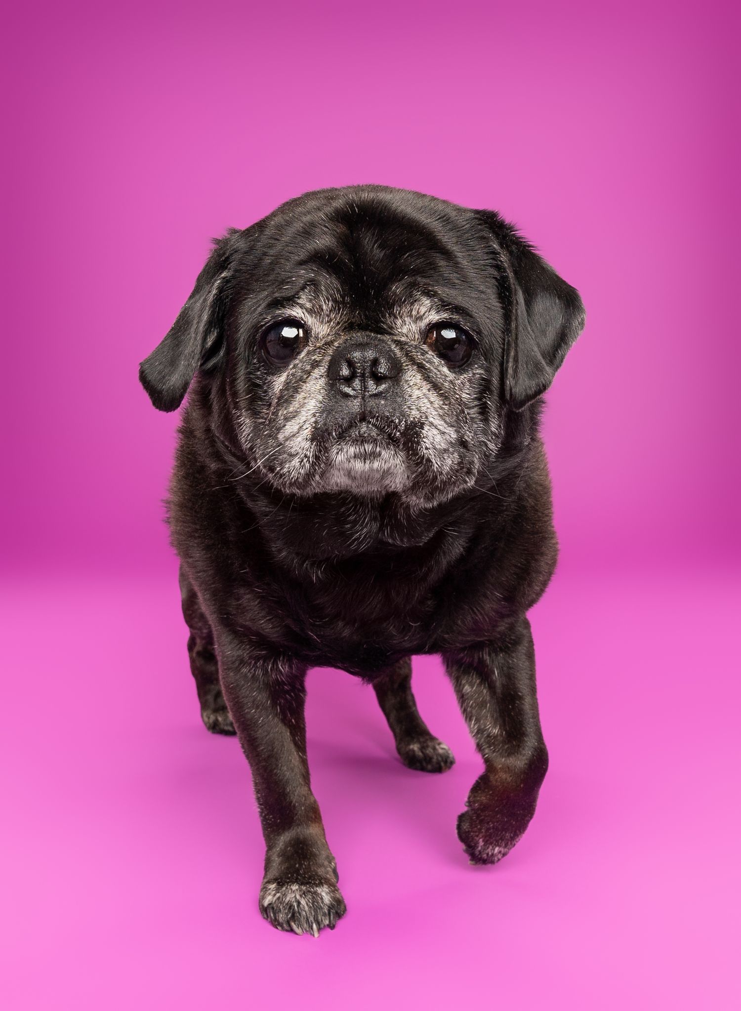 Black pug dog sitting against a bright pink background, looking directly at the camera with a serious expression.