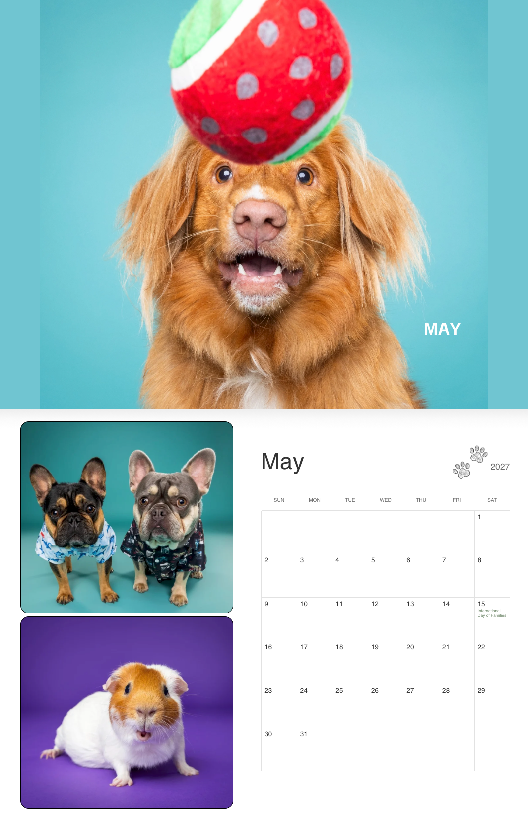A golden retriever balances a colorful strawberry toy on its nose against a teal background in a May calendar photo.
