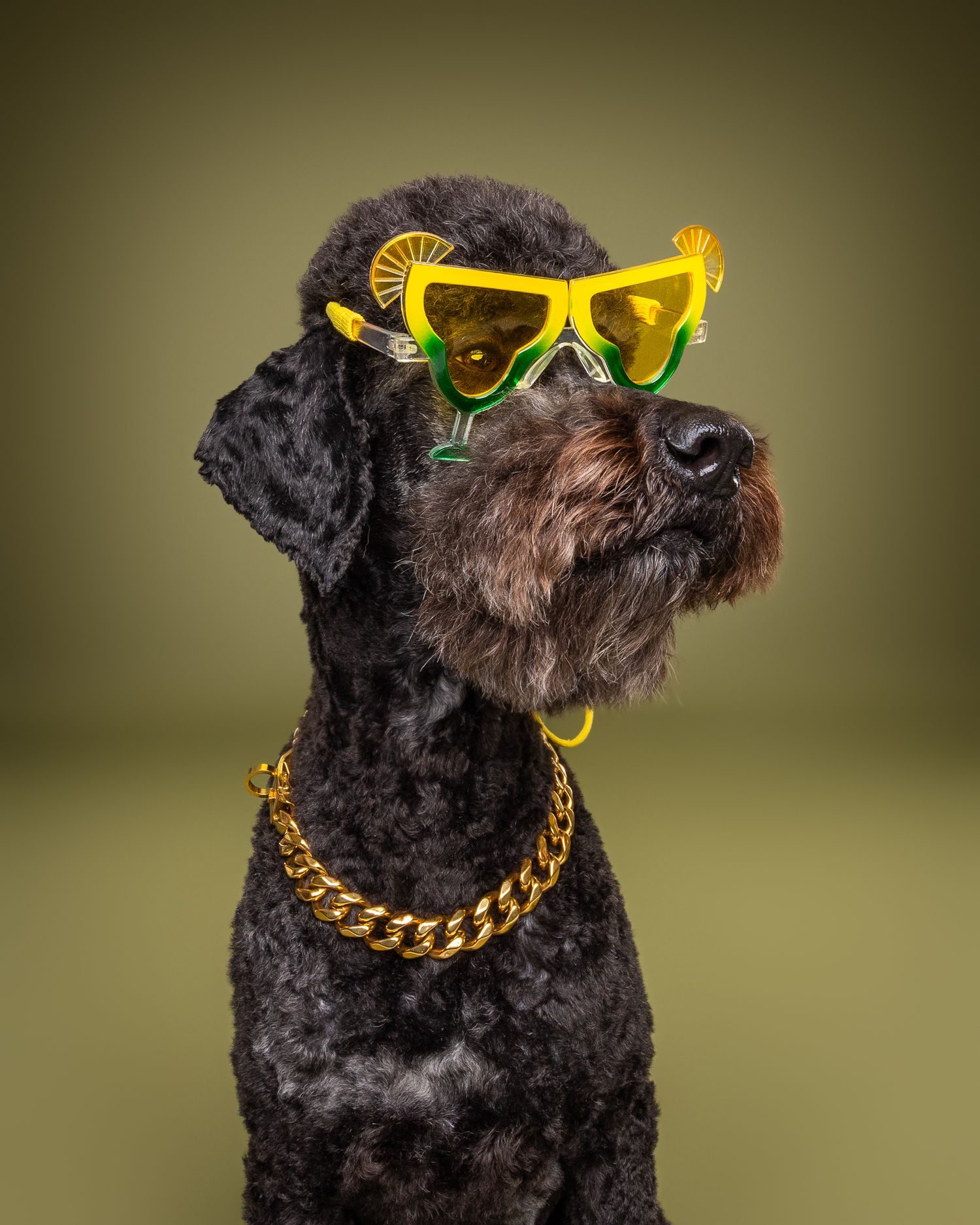 Black poodle wearing yellow novelty sunglasses and gold chain necklace posed against olive green background.
