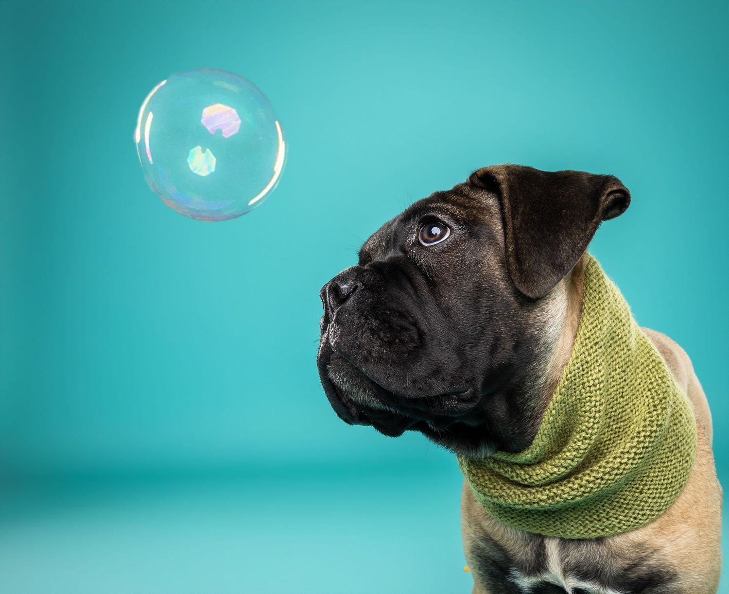 A curious boxer puppy wearing a green knit scarf looks up at a floating soap bubble against a teal background.