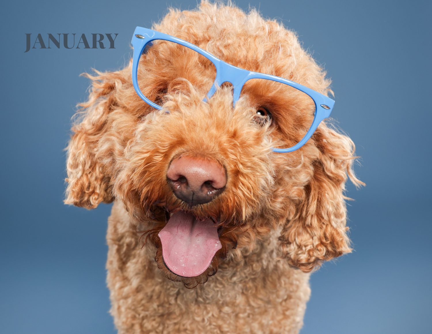 A fluffy golden doodle dog wearing oversized blue sunglasses poses against a blue background for a January calendar photo.