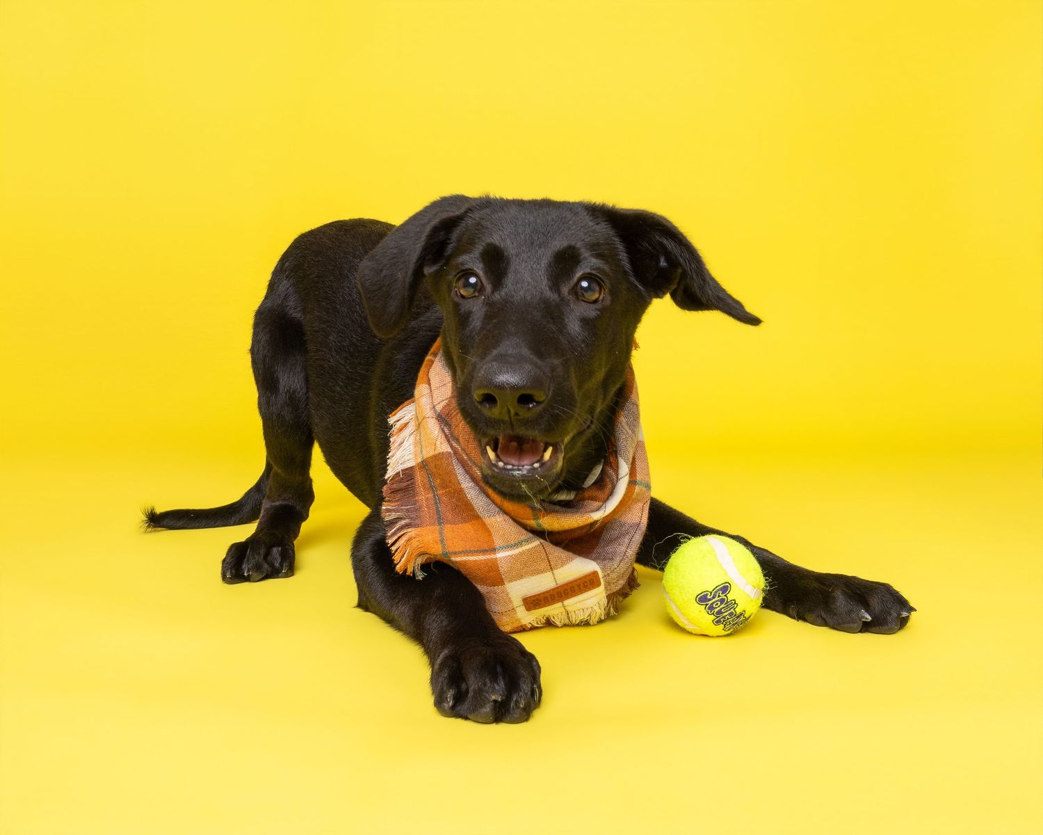 Black dog wearing plaid scarf lying on yellow background with tennis ball.