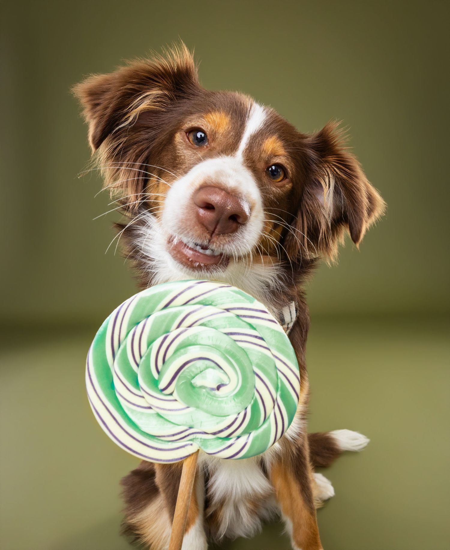 A happy brown and white Border Collie holds a large green and white swirl lollipop in its mouth.