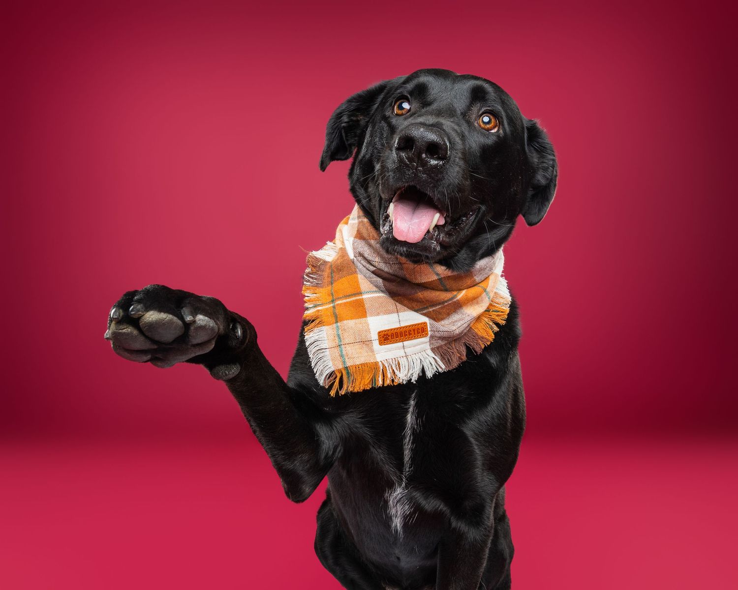 Black Labrador dog wearing plaid scarf raises paw against red background with tongue out.