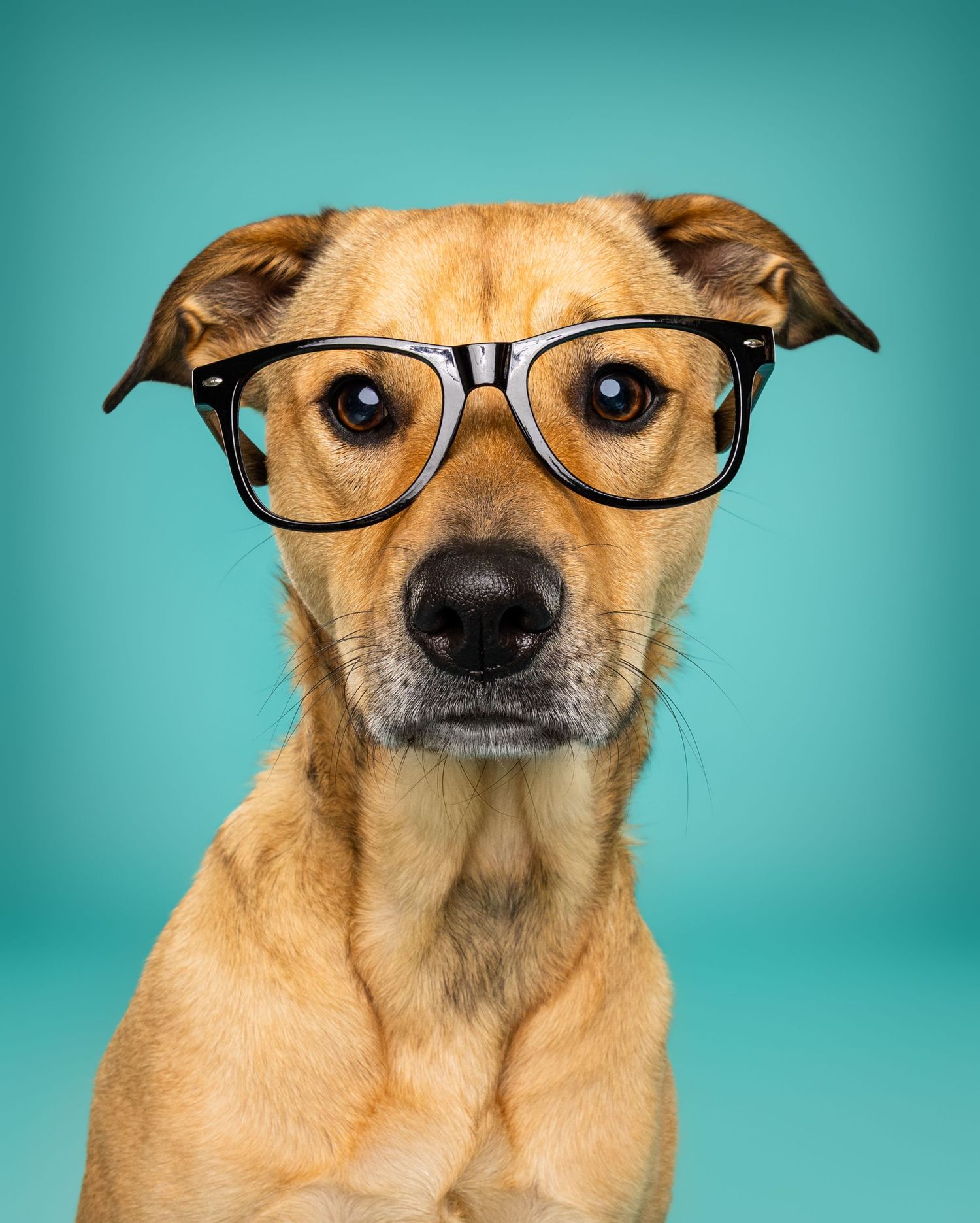 A cute tan dog wearing oversized black-rimmed glasses poses against a teal background in a humorous portrait photo.