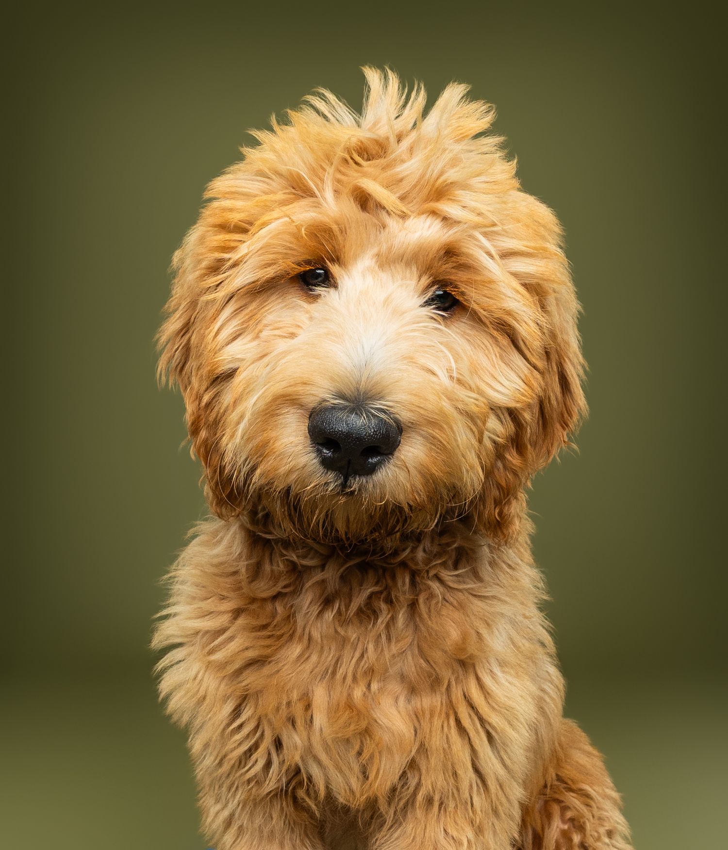 Fluffy golden Labradoodle puppy with curly fur sitting upright against a green background.