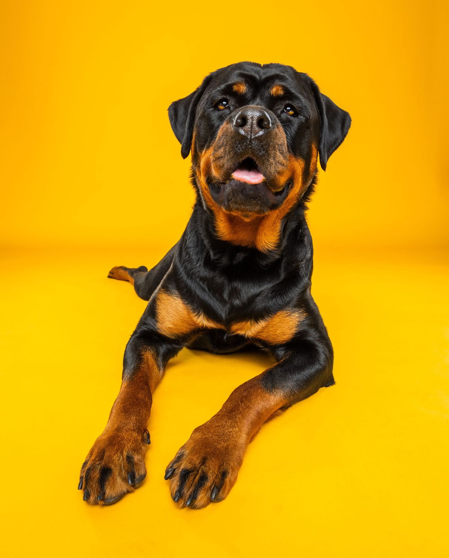 A Rottweiler dog lying down with tongue out on a vibrant yellow background, looking up alertly.