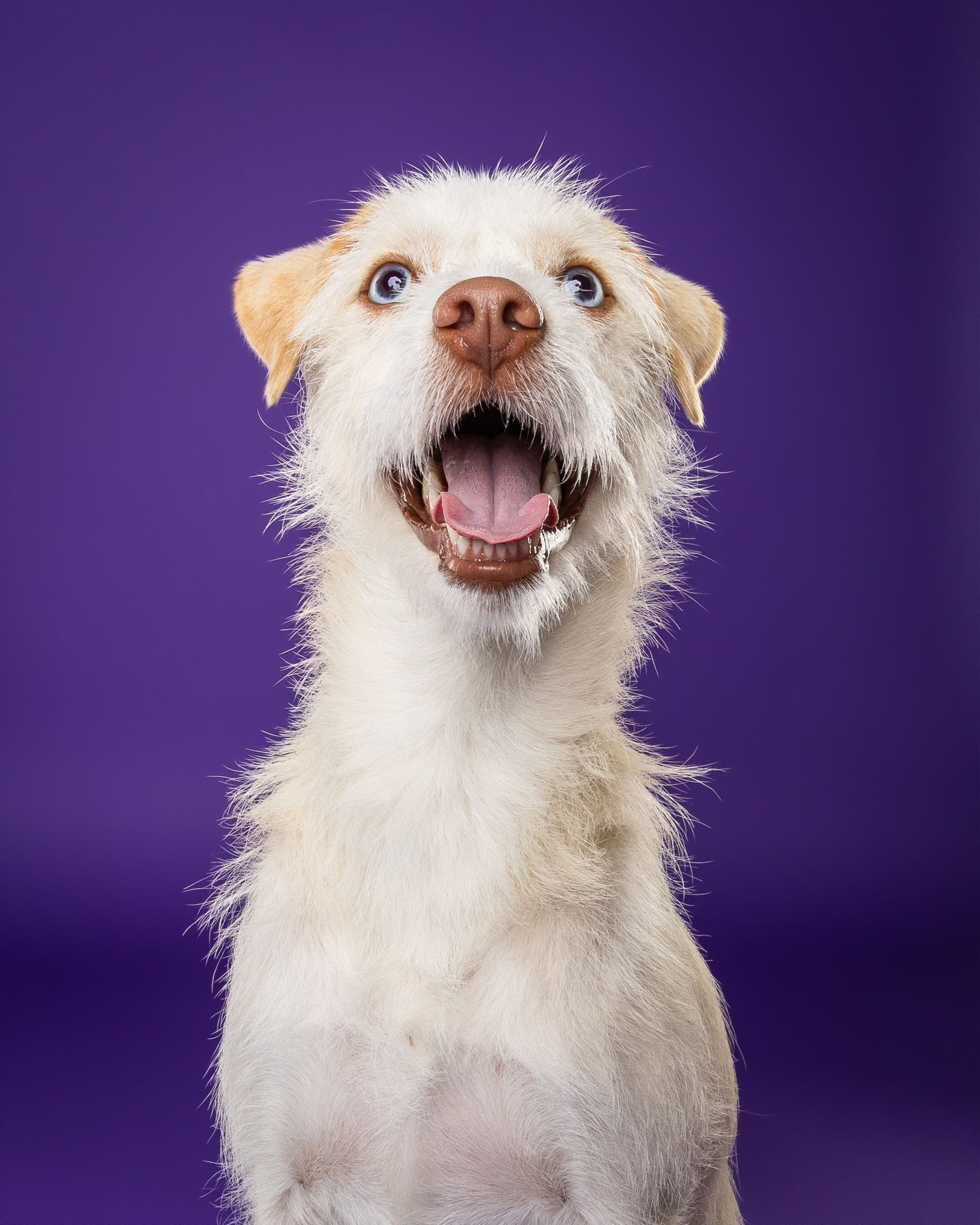Excited white fluffy dog with open mouth and tongue out posed against a vibrant purple background.