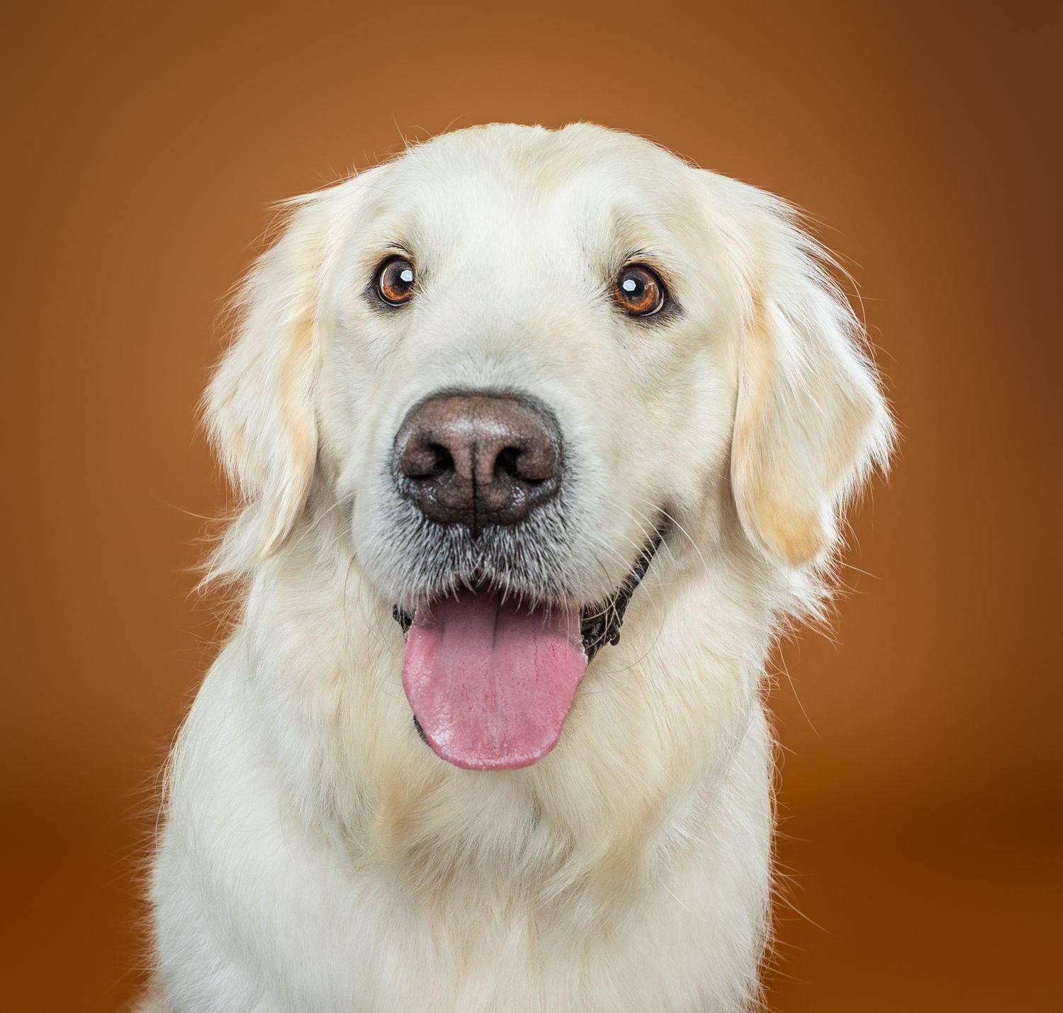 A happy Golden Retriever with a cream coat and tongue out poses against a warm brown background.