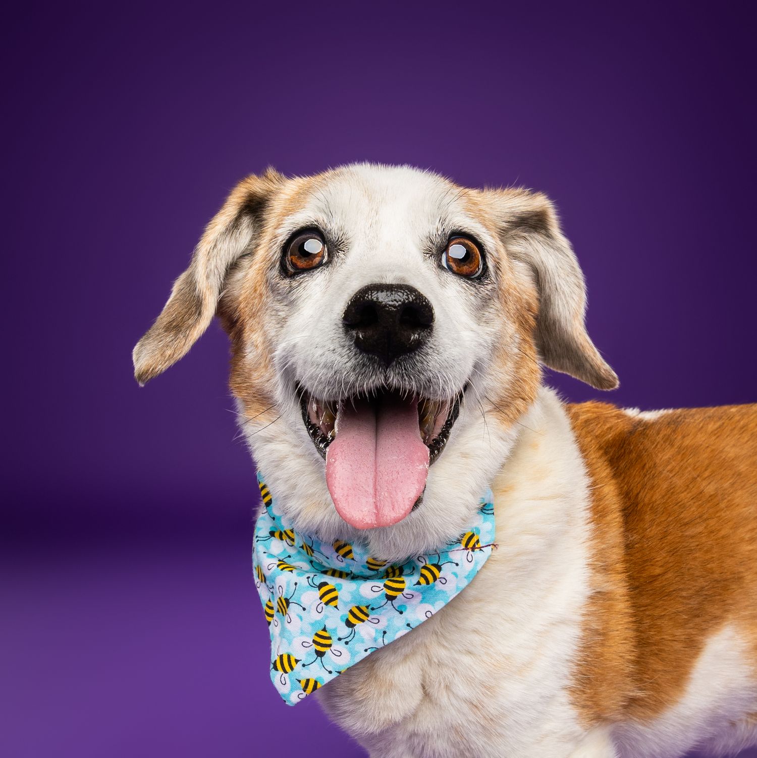 Happy dog wearing a bee-print bandana poses against a purple background with tongue out.