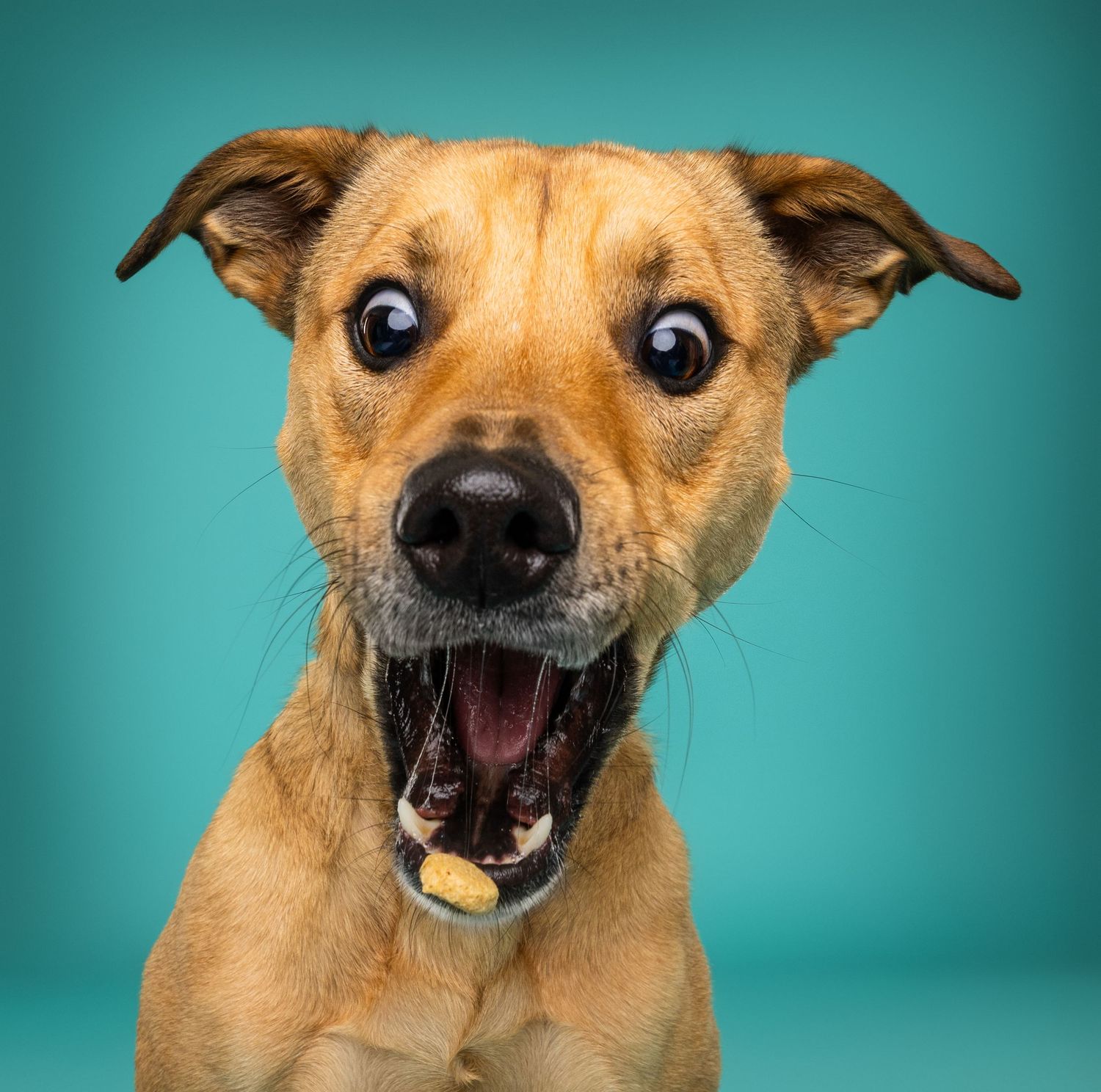 Excited tan dog with wide eyes and open mouth against teal background.