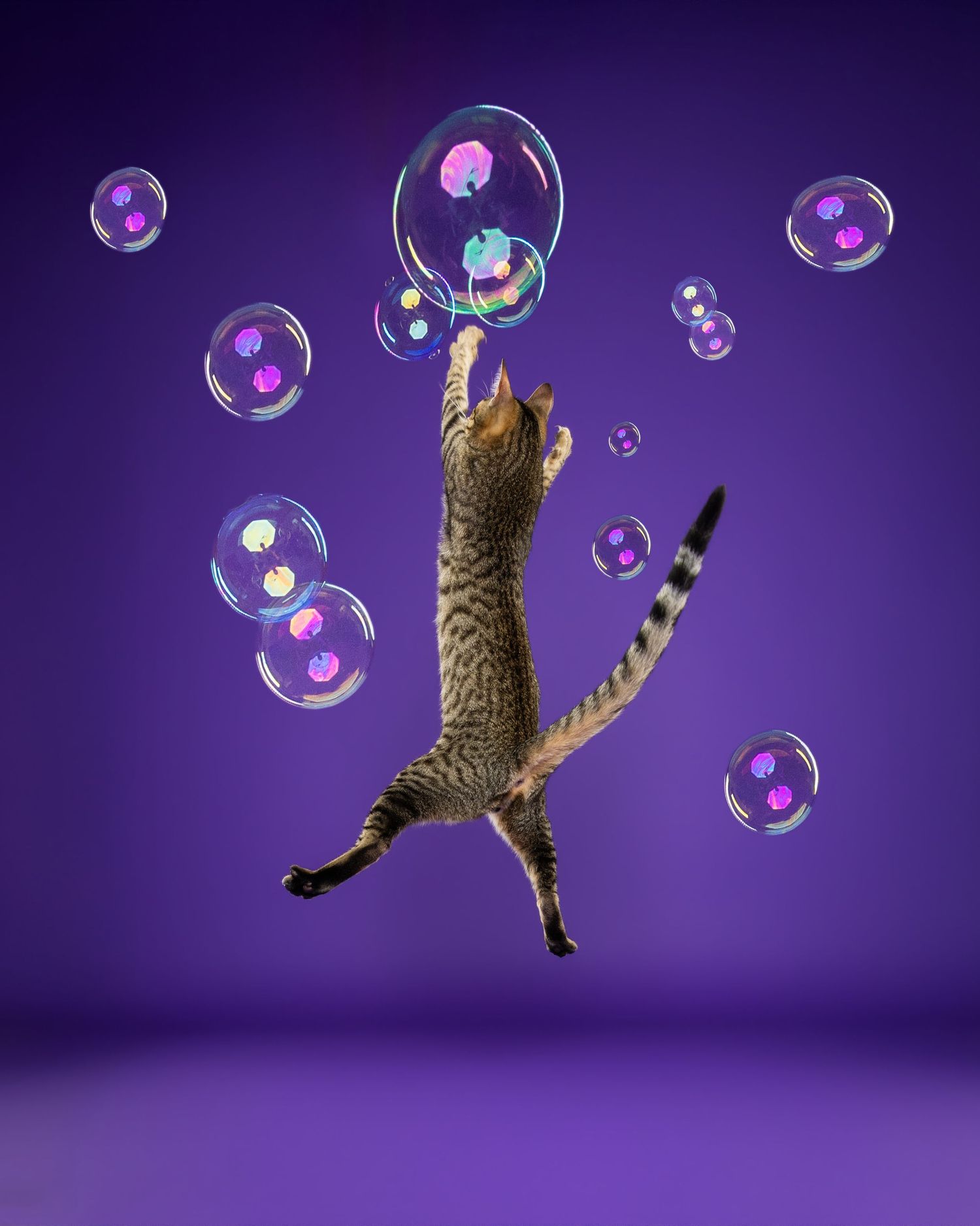 A tabby cat leaps playfully against a purple background, reaching for colorful floating soap bubbles.