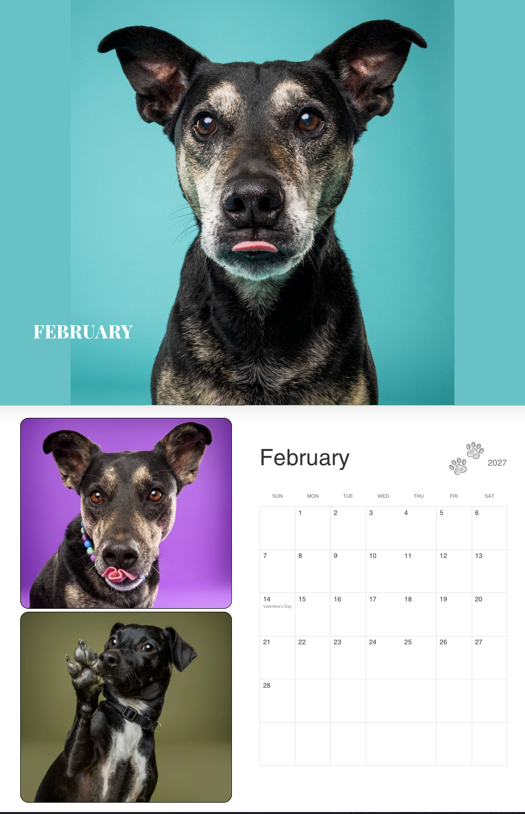 February dog calendar featuring adorable rescue dogs in colorful portrait photos on teal and purple backgrounds.
